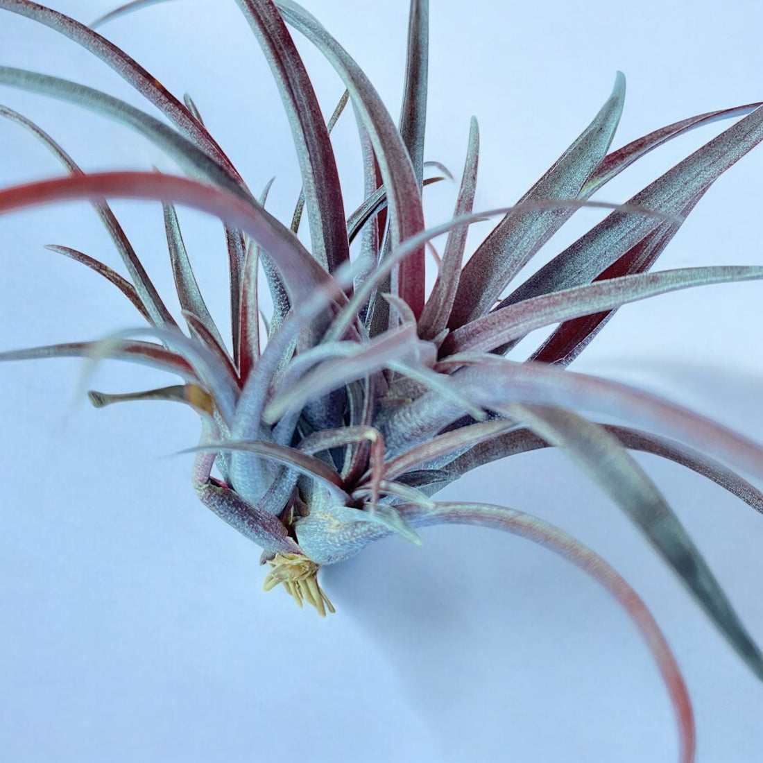 February Plant of the Month: Tillandsia Capitata v. Domingensis