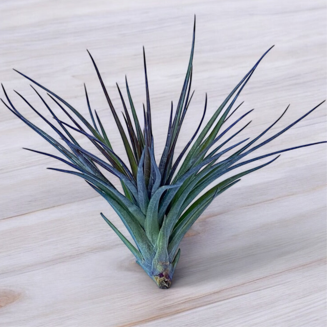 Tillandsia Montana Black Air Plant