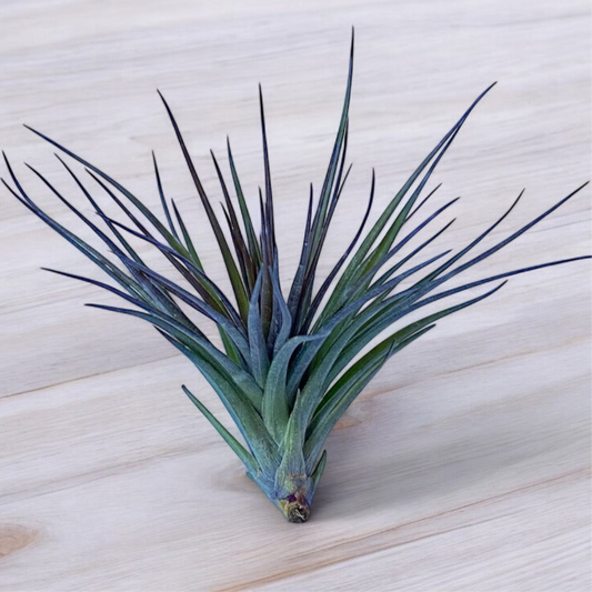 Tillandsia Montana Black Air Plant