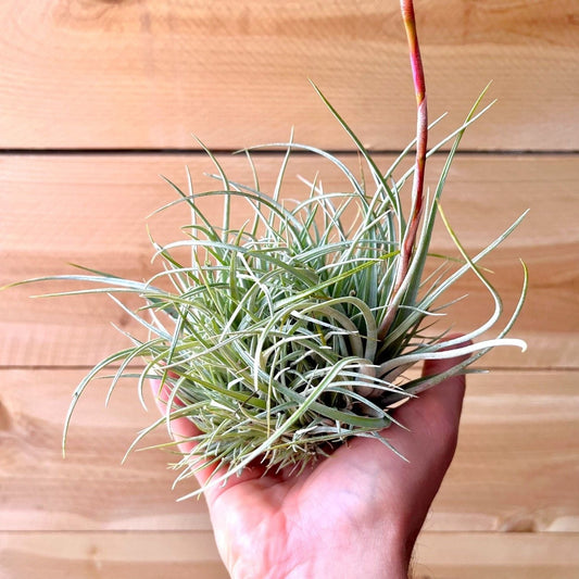 July Plant of the Month: Tillandsia Pringlei