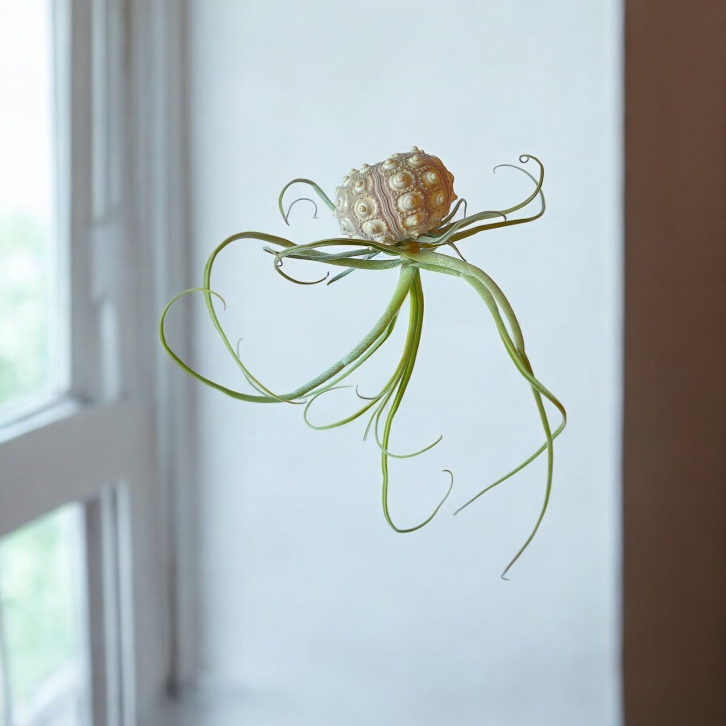 Hanging Air Plant “Jellyfish” (Sputnik Urchin)