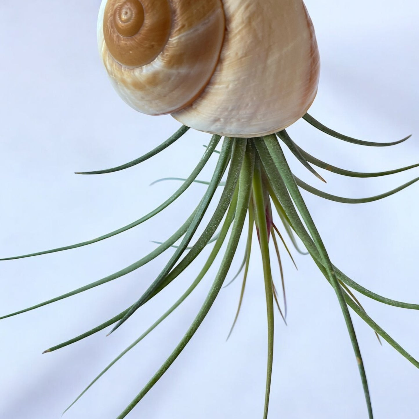 Hanging Air Plant “Snail”
