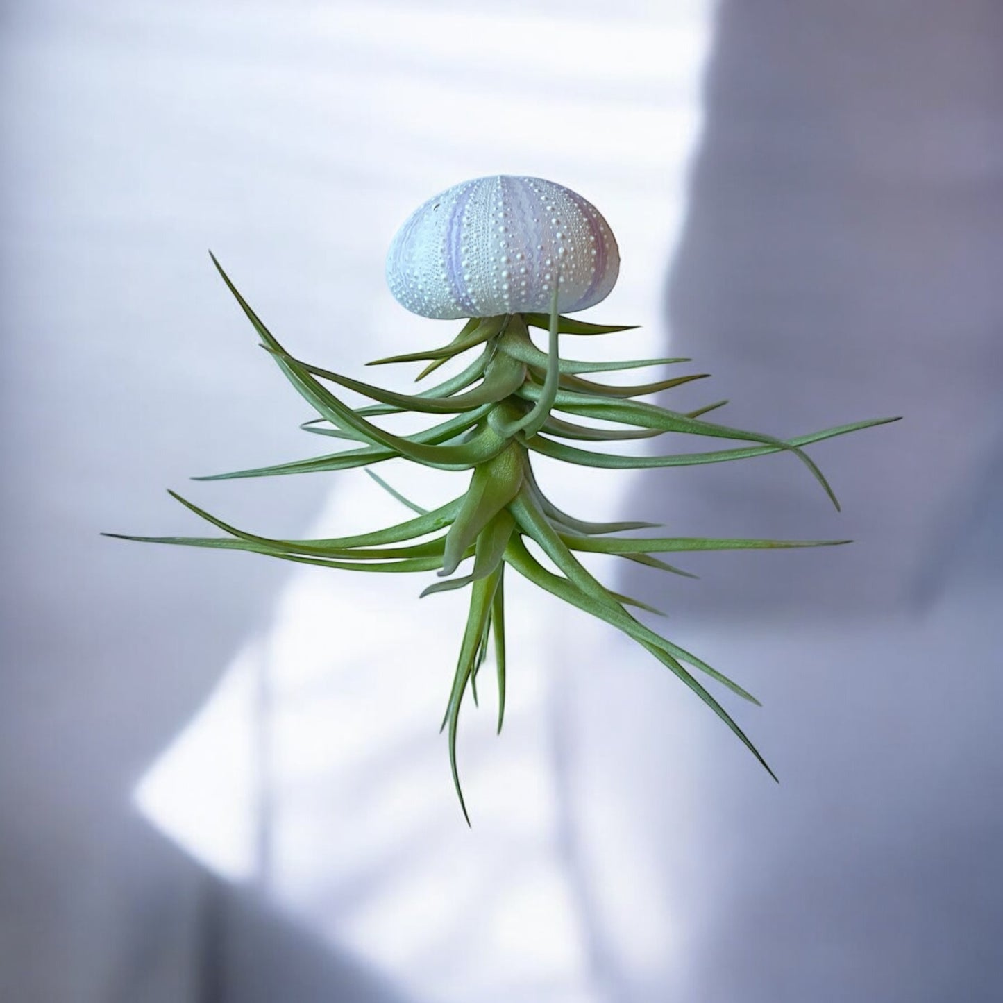 Hanging Air Plant “Jellyfish” (Purple/White Striped Urchin)