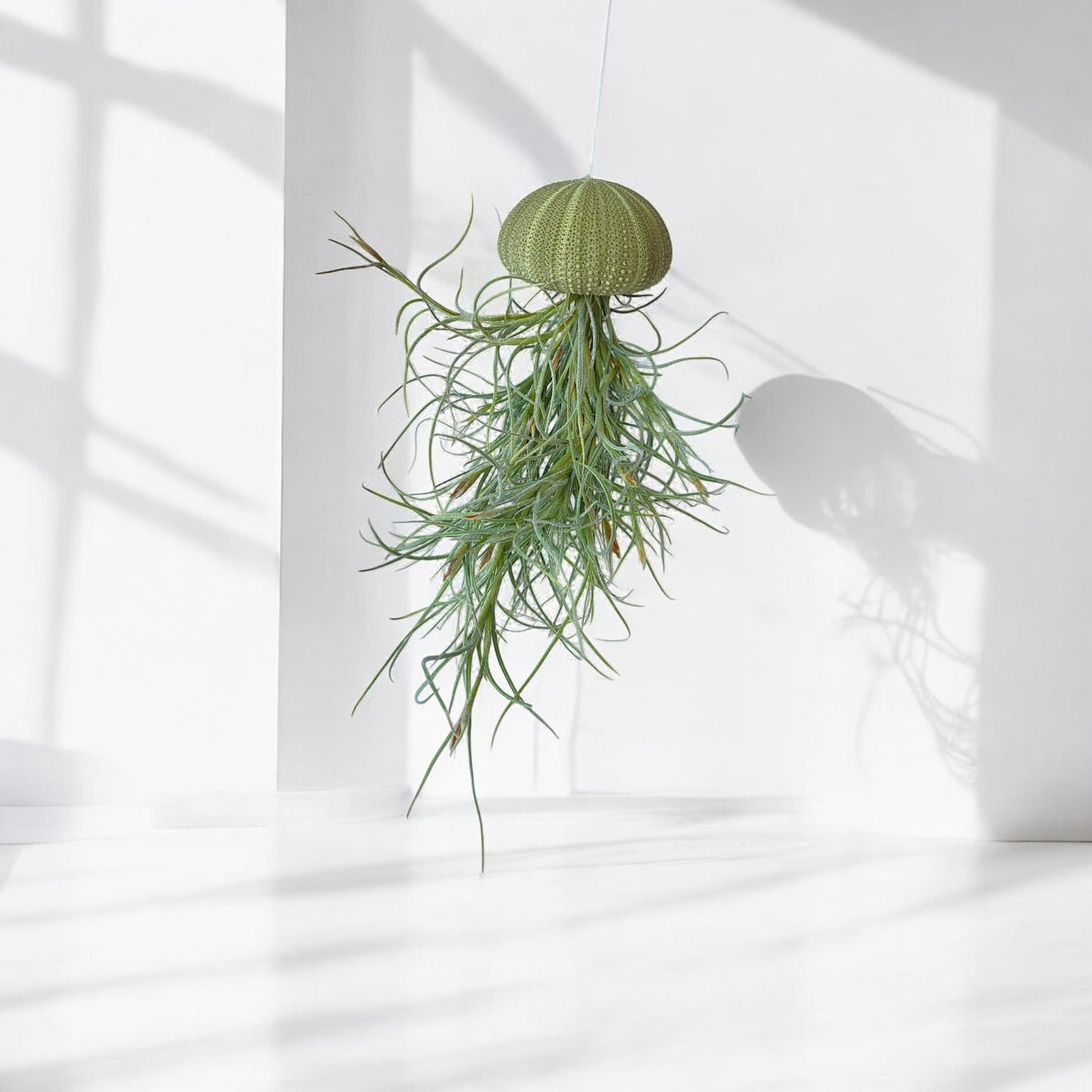 Hanging Air Plant “Jellyfish” (Green Urchin)