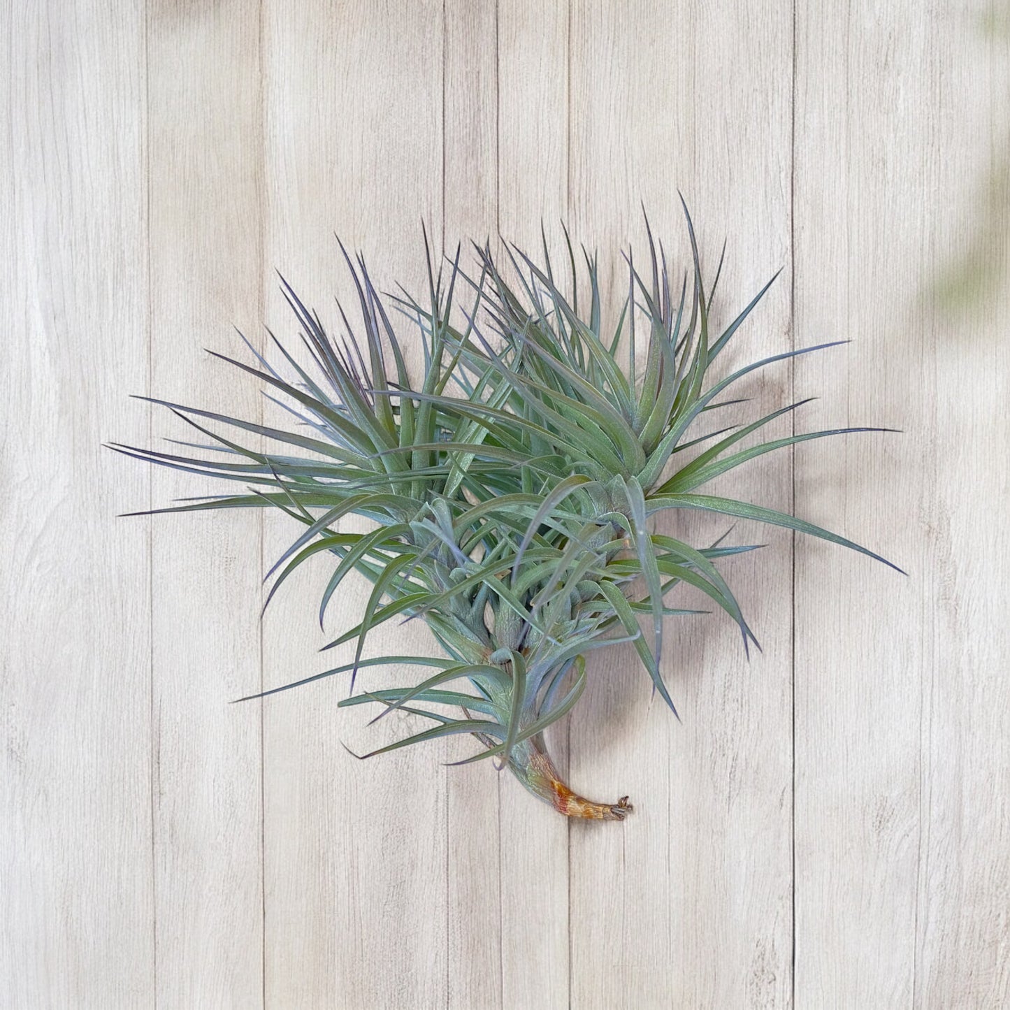 Tillandsia Araujei Purple Star Air Plant Clump
