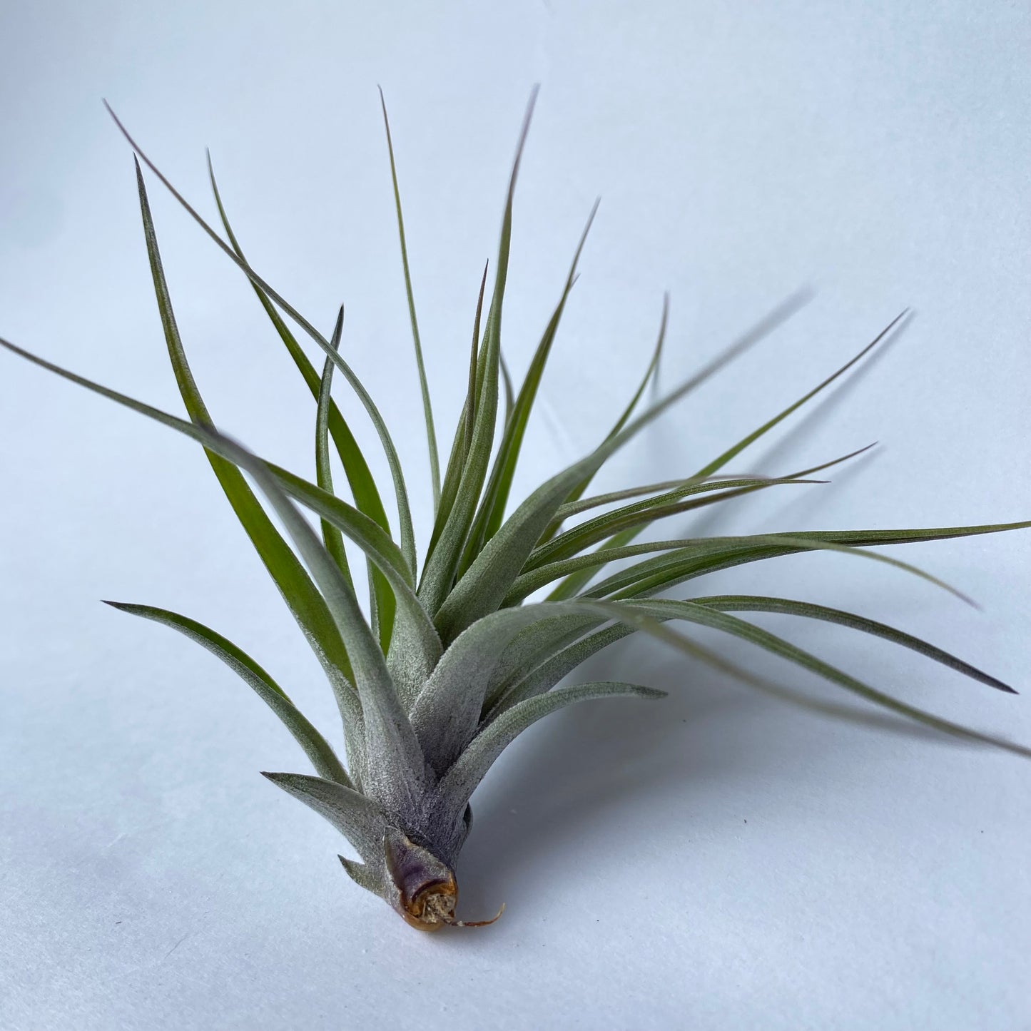 Tillandsia Stricta Compacta