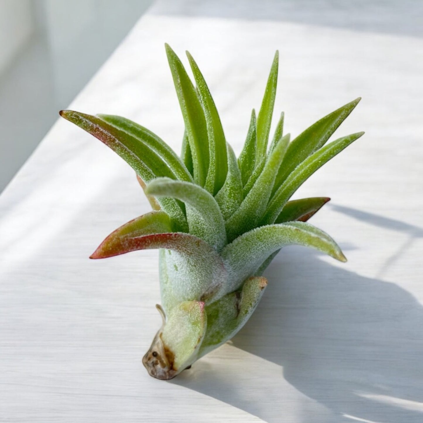 Tillandsia Ionantha Vanhyningii