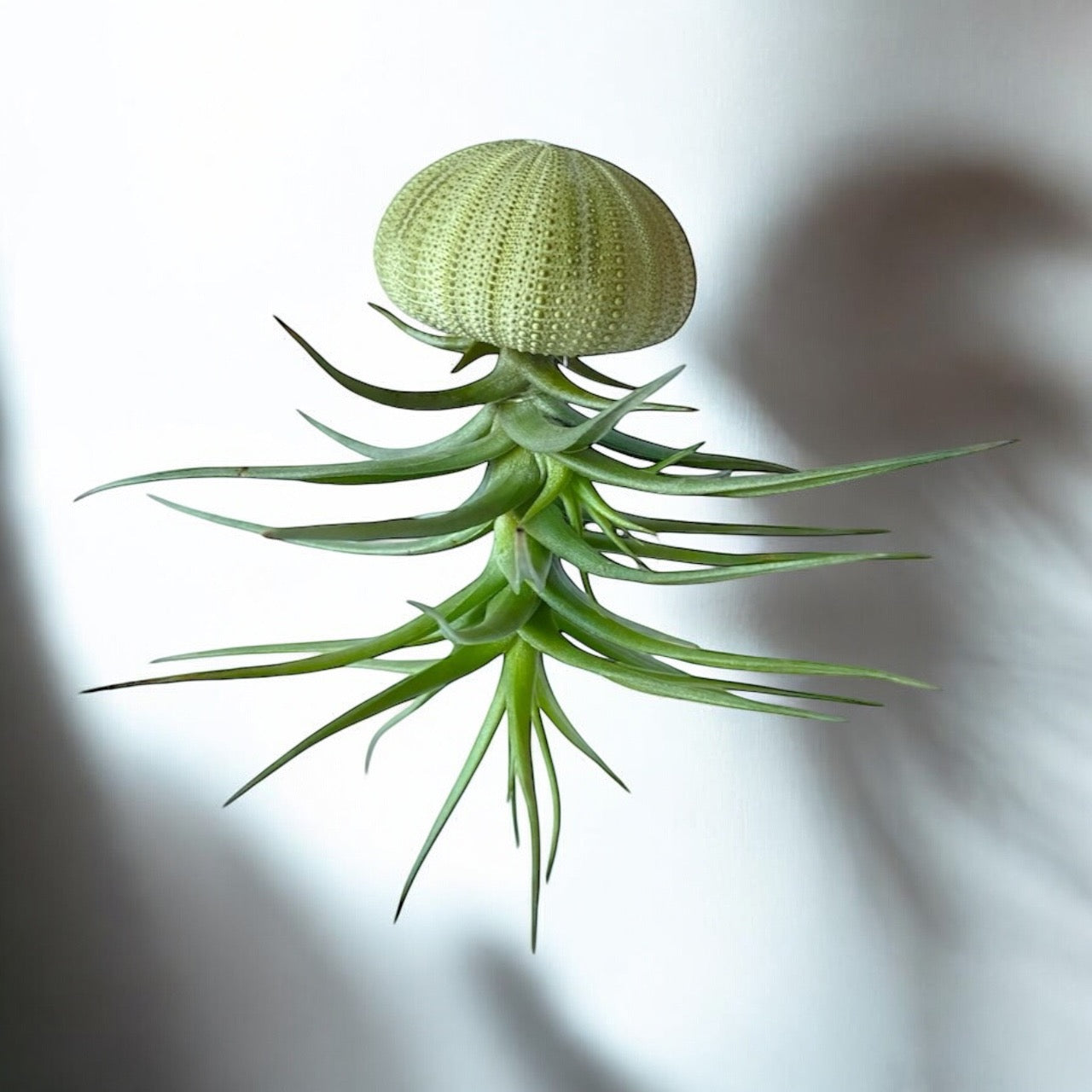 Hanging Air Plant “Jellyfish” (Green Urchin)