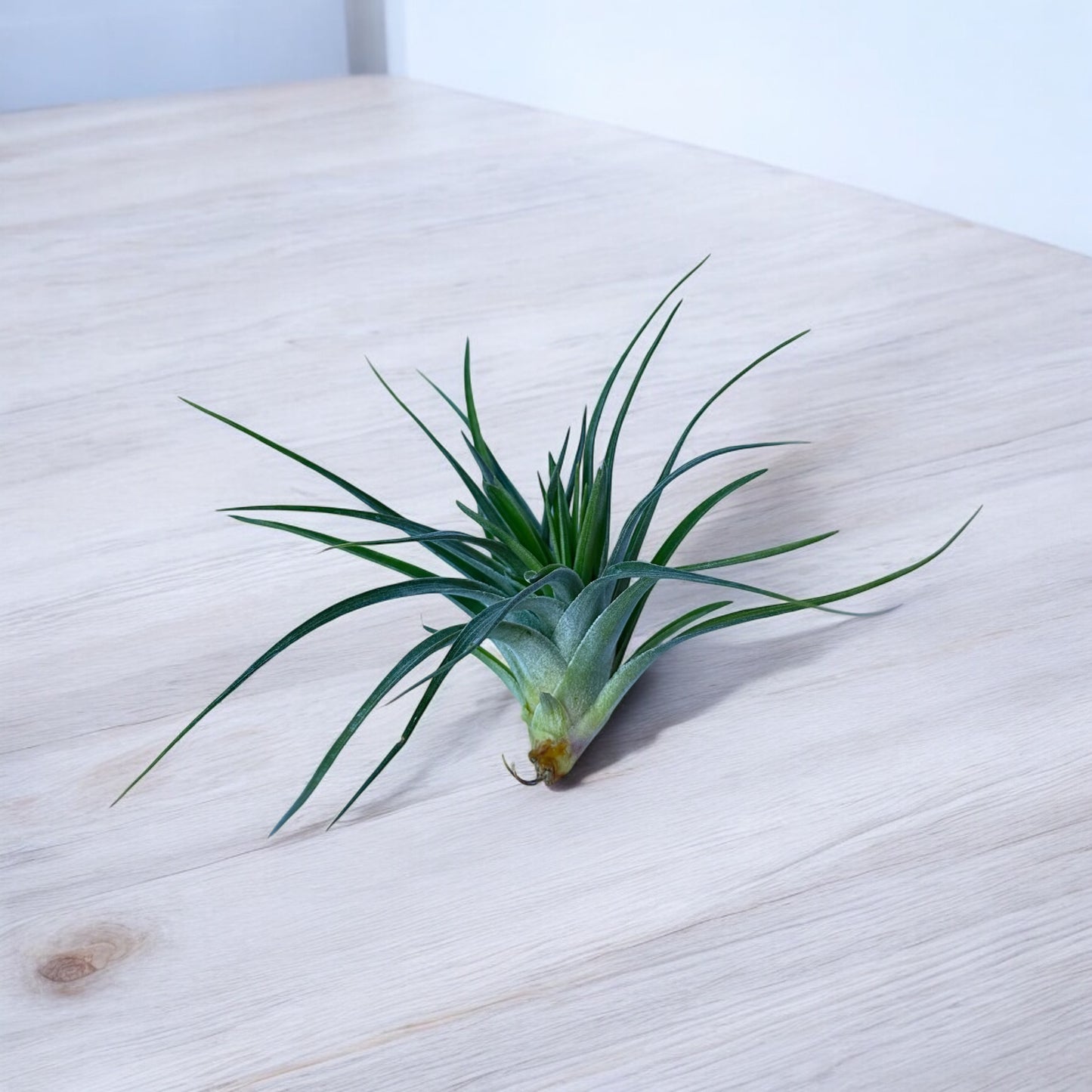 Tillandsia Stricta Compacta