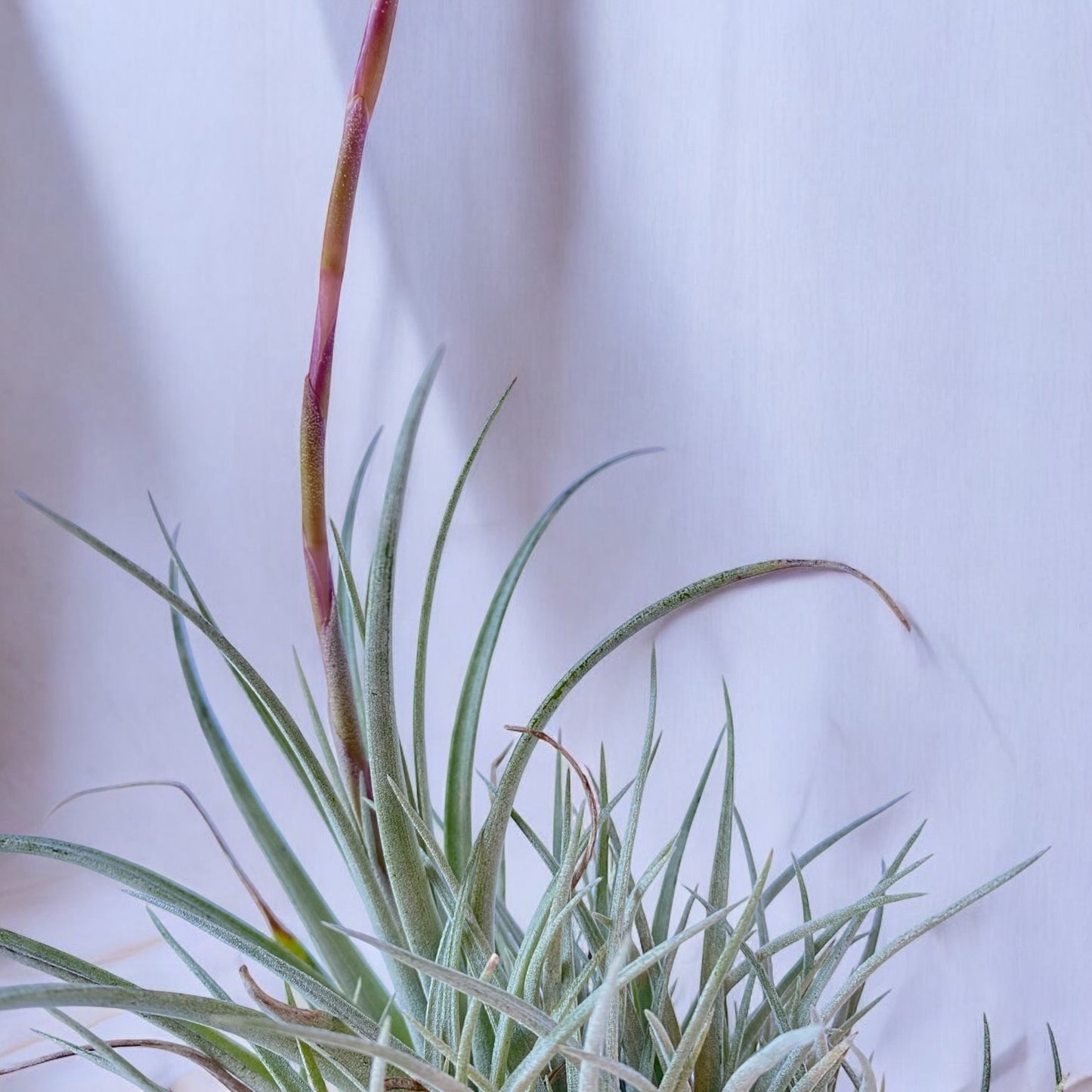 Tillandsia Pringlei (Clump)