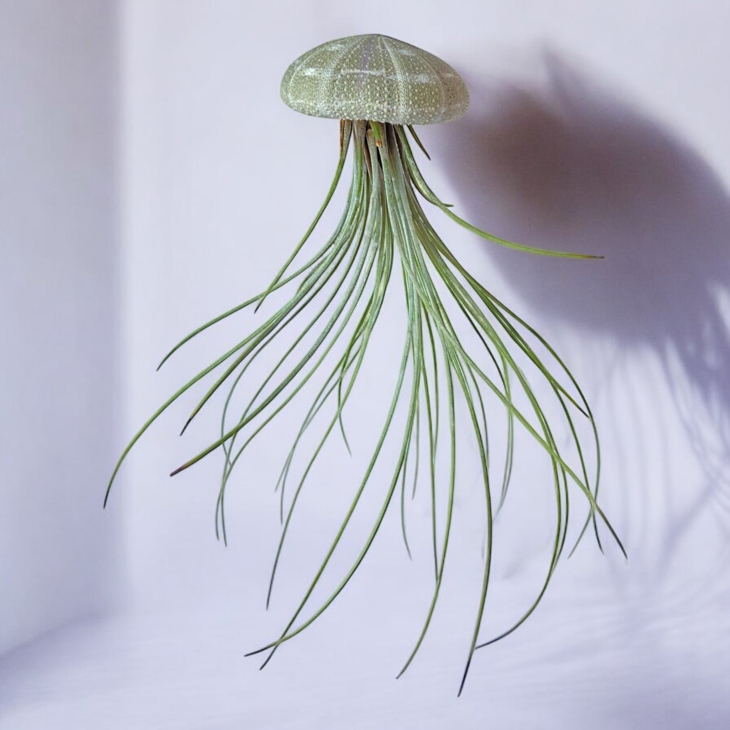Hanging Air Plant “Jellyfish” (Alfonso Urchin)
