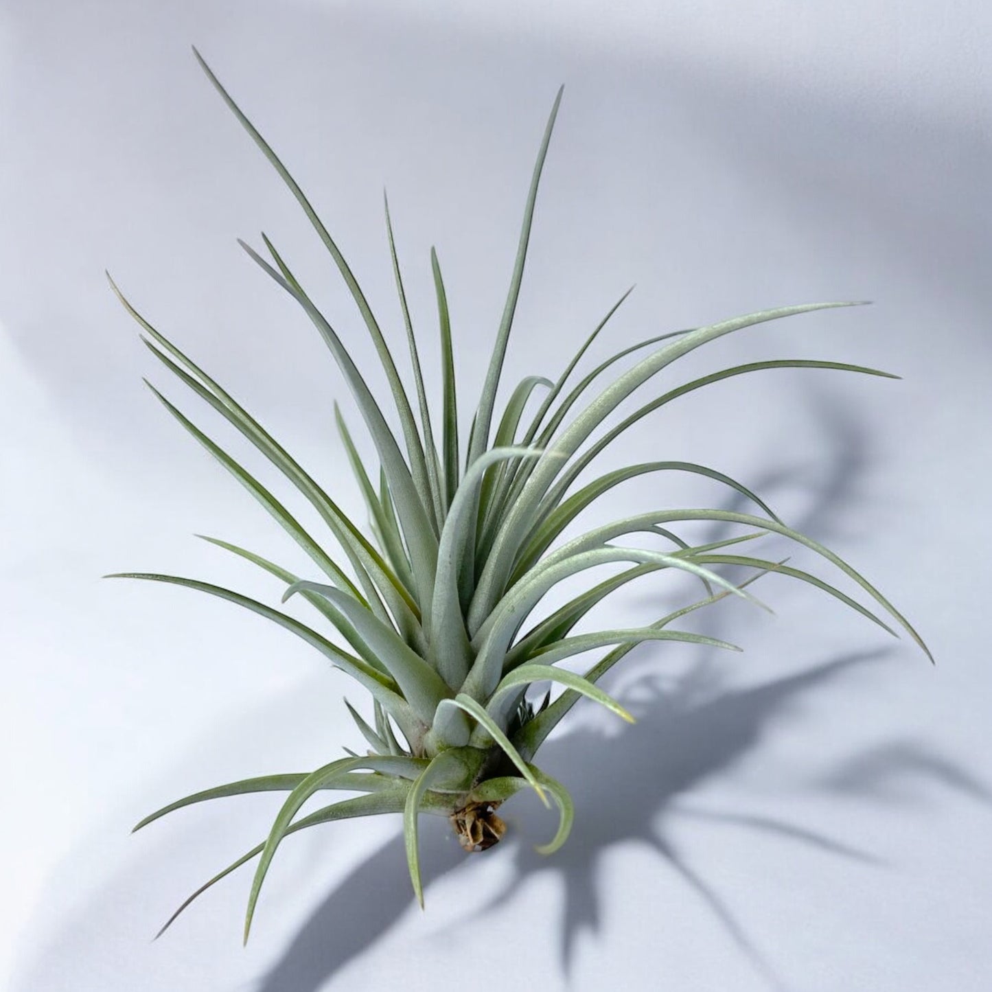 Tillandsia Mima v. Chilitensis