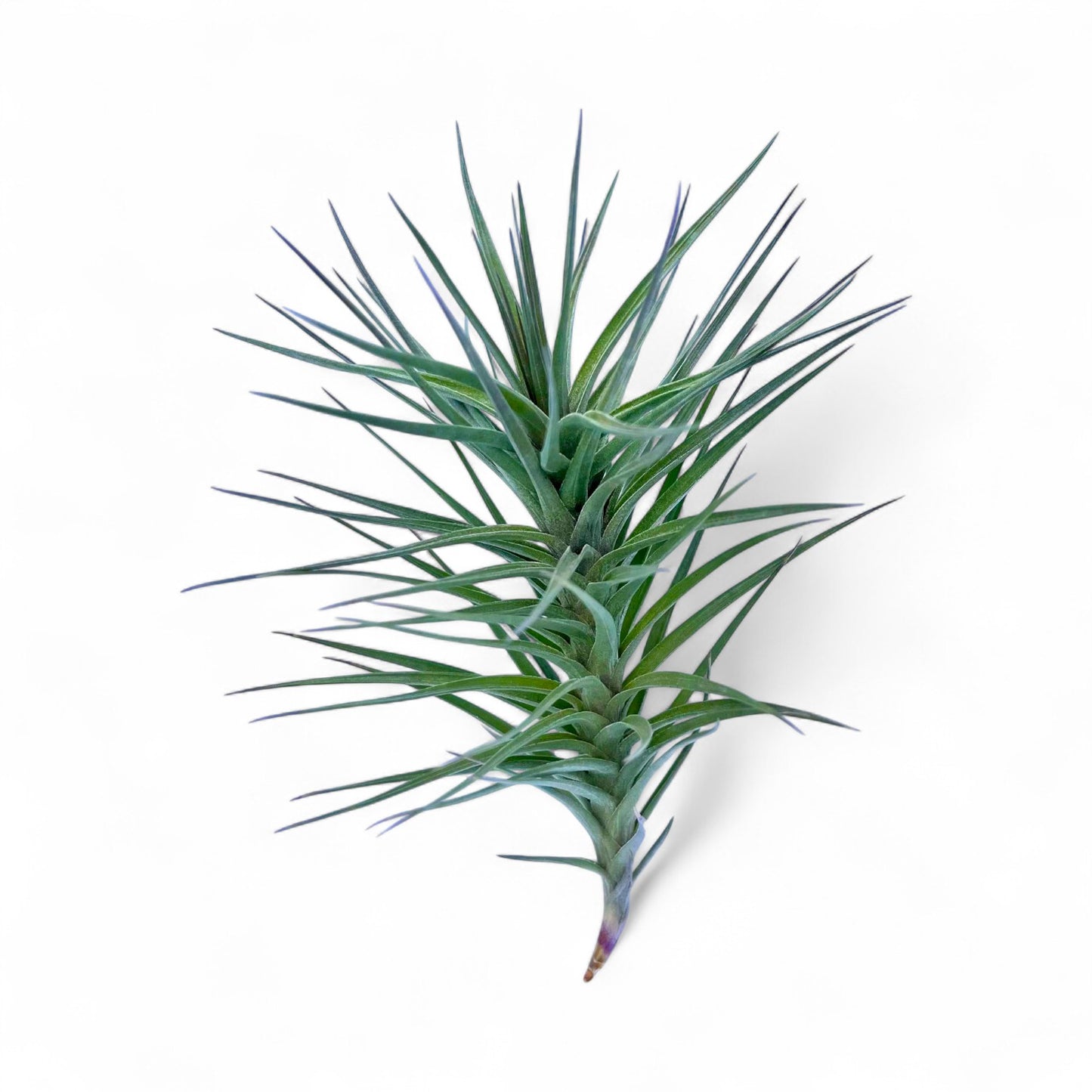 Tillandsia Araujei Purple Star