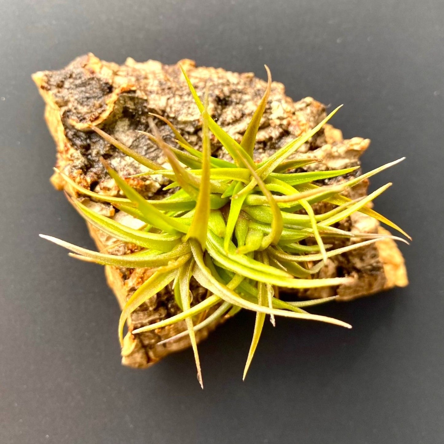 cork bark tillandsia air plant magnet