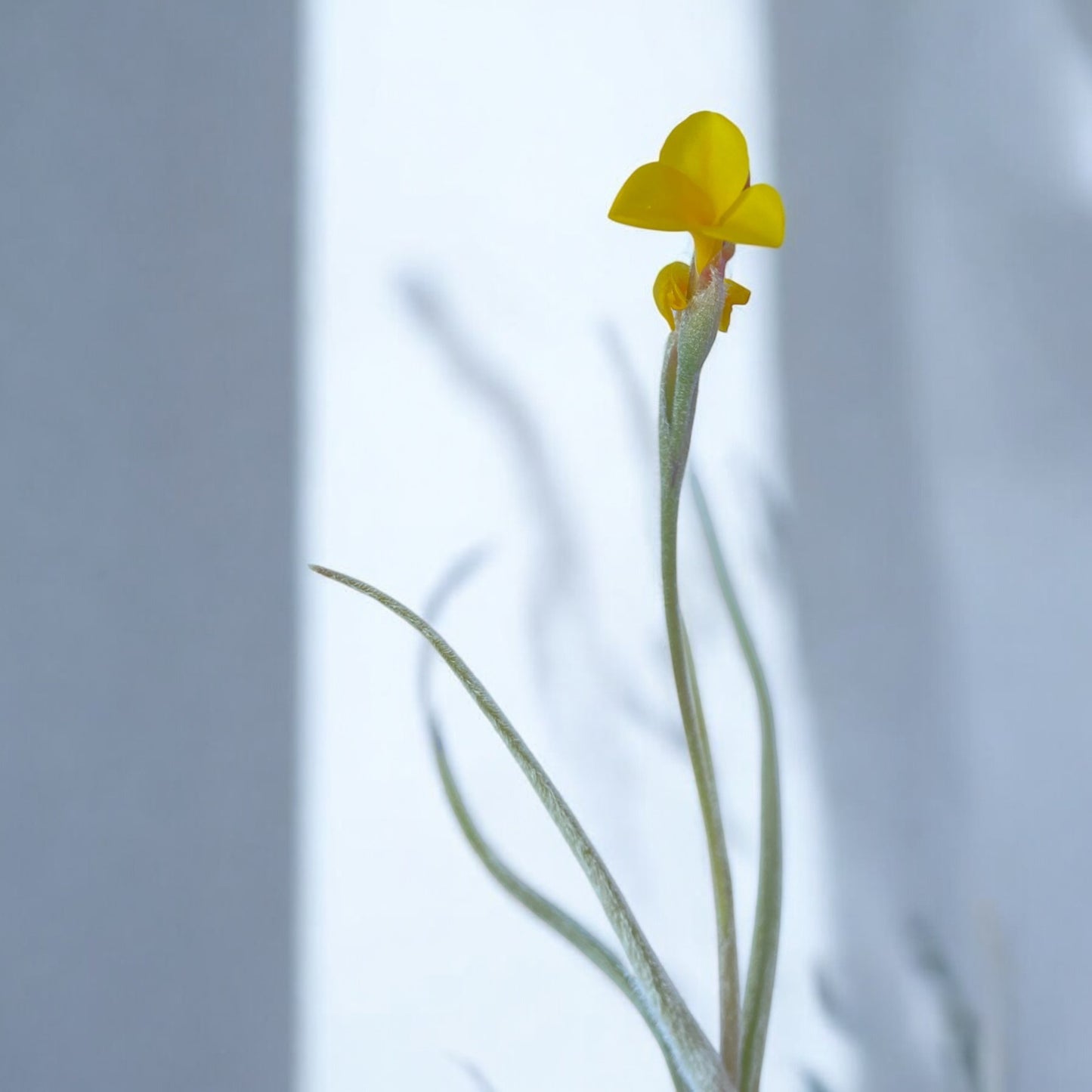 Tillandsia Crocata *Fragrant Bloom*