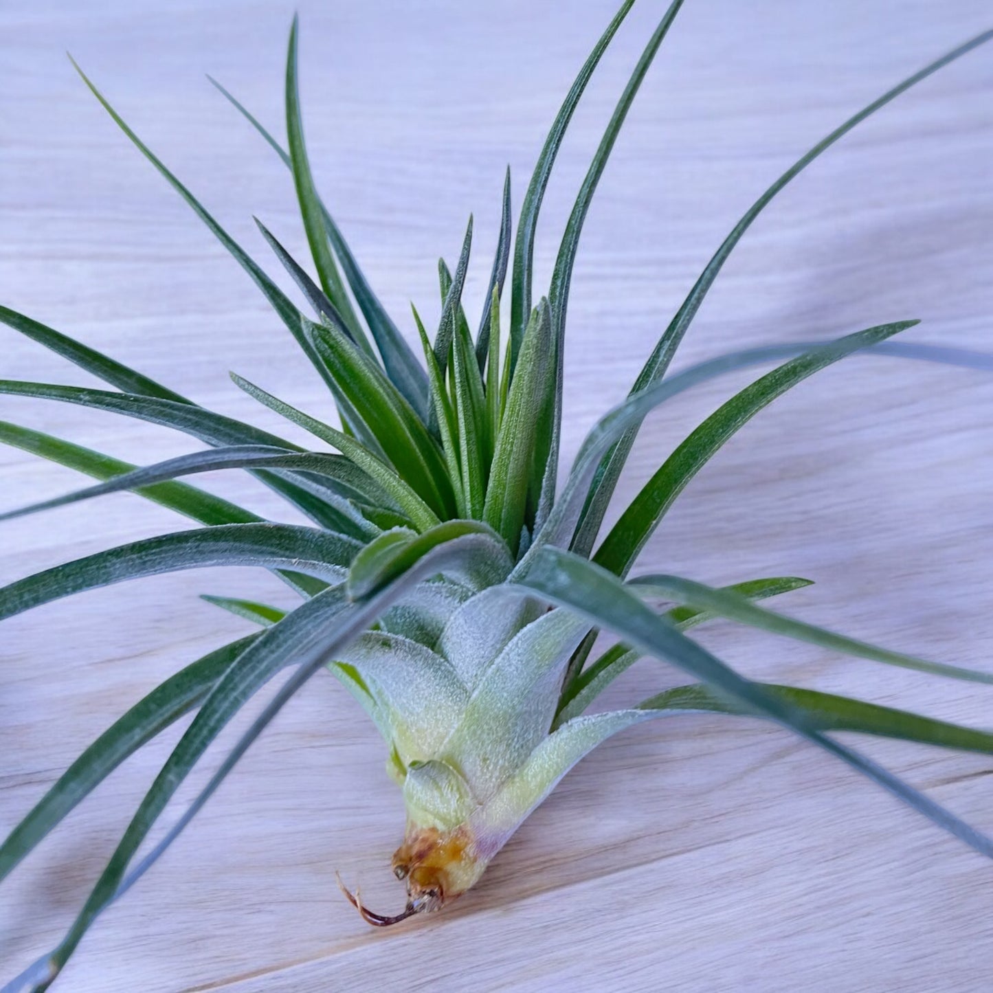 Tillandsia Stricta Compacta