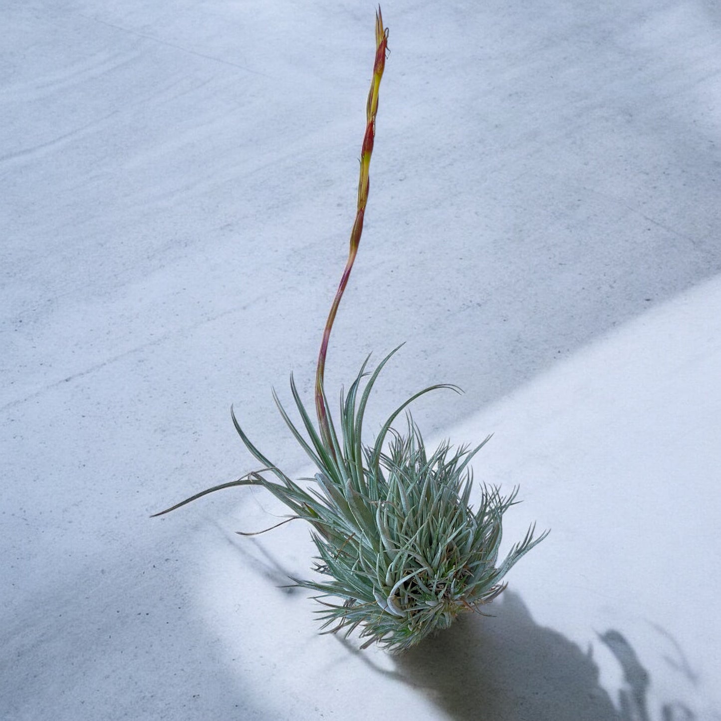Tillandsia Pringlei (Clump)