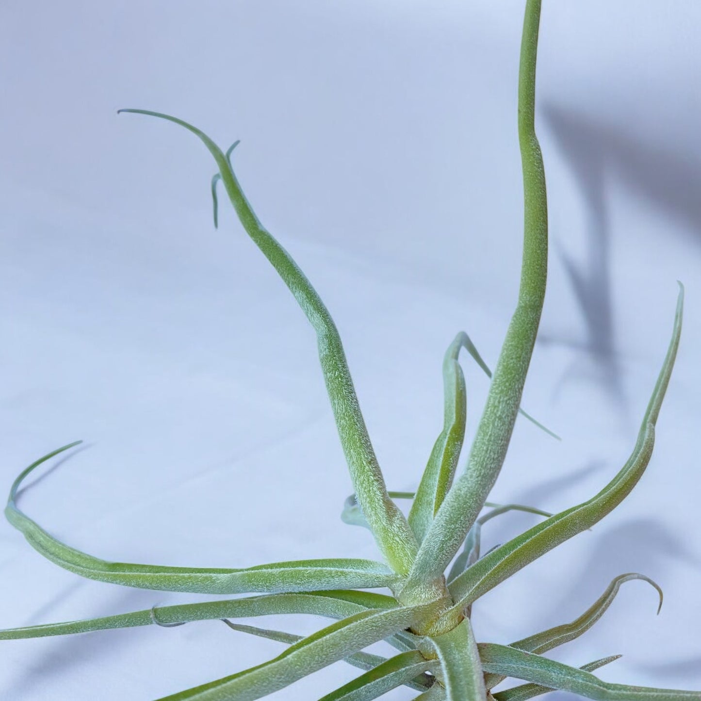 Tillandsia Streptocarpa Thick Leaf *Fragrant Bloom*