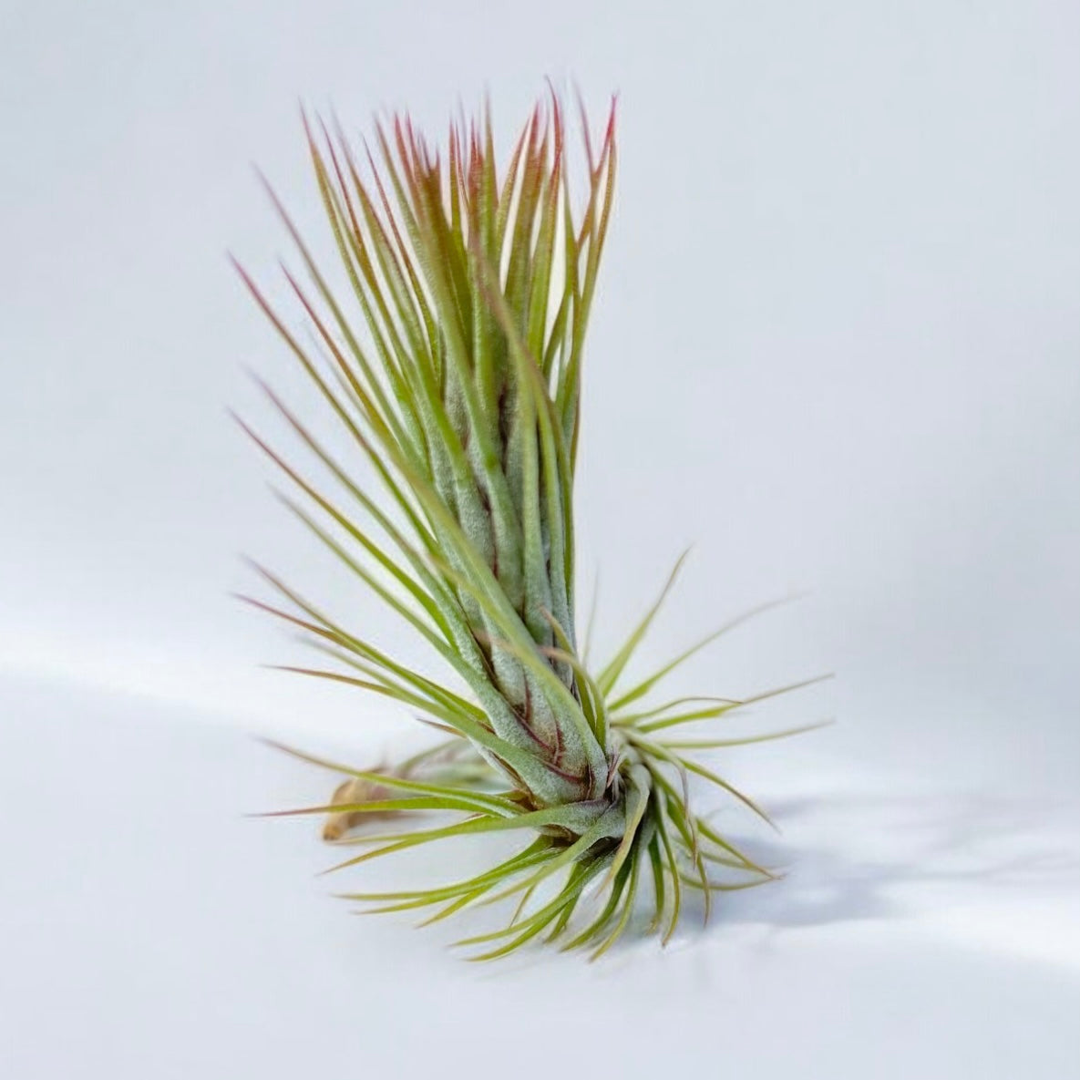 Tillandsia Funckiana