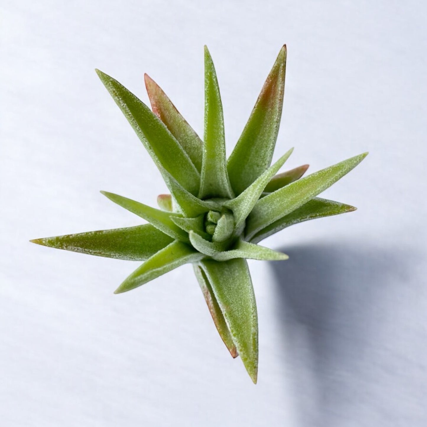 Tillandsia Ionantha Vanhyningii
