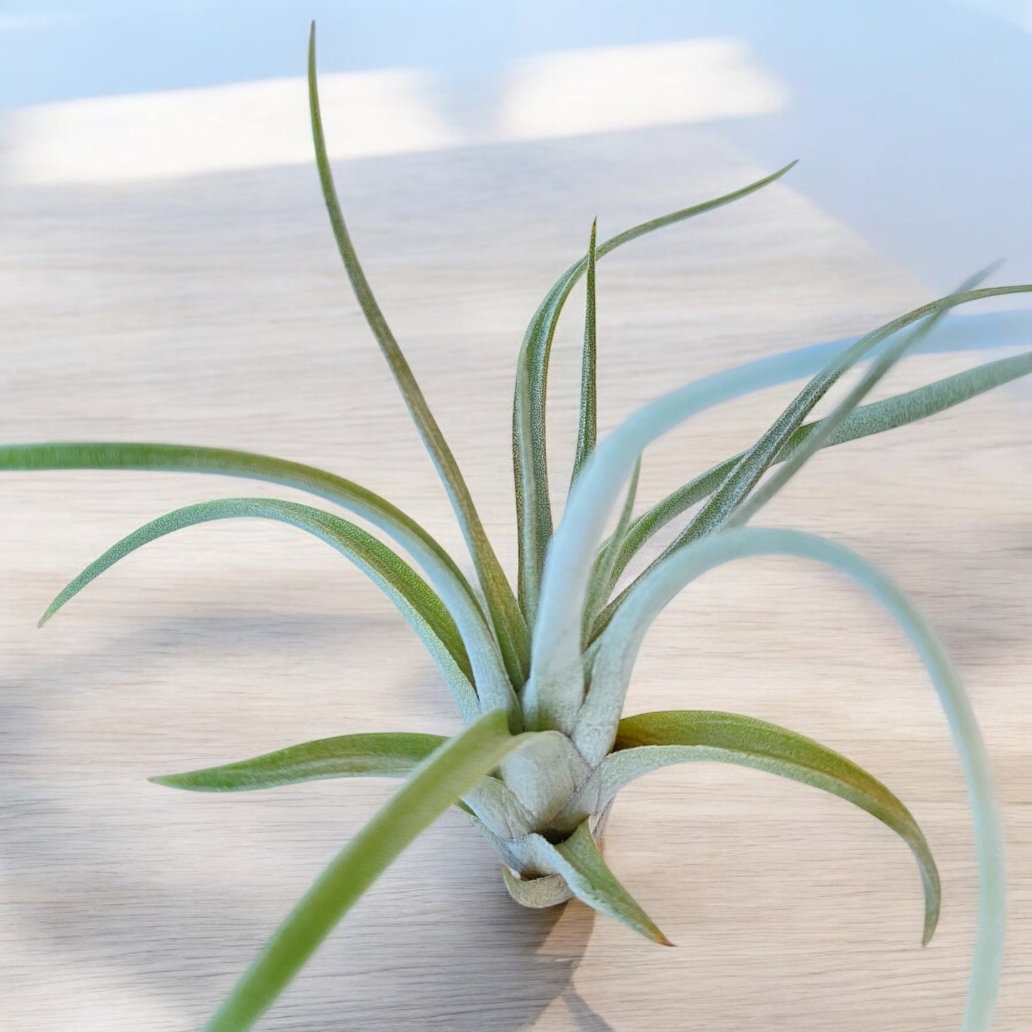 Tillandsia Mima v. Chilitensis