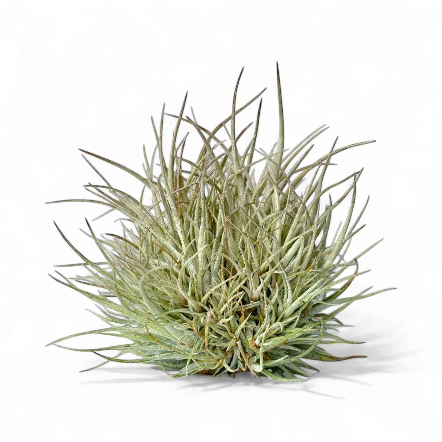 Tillandsia Pringlei (Clump)