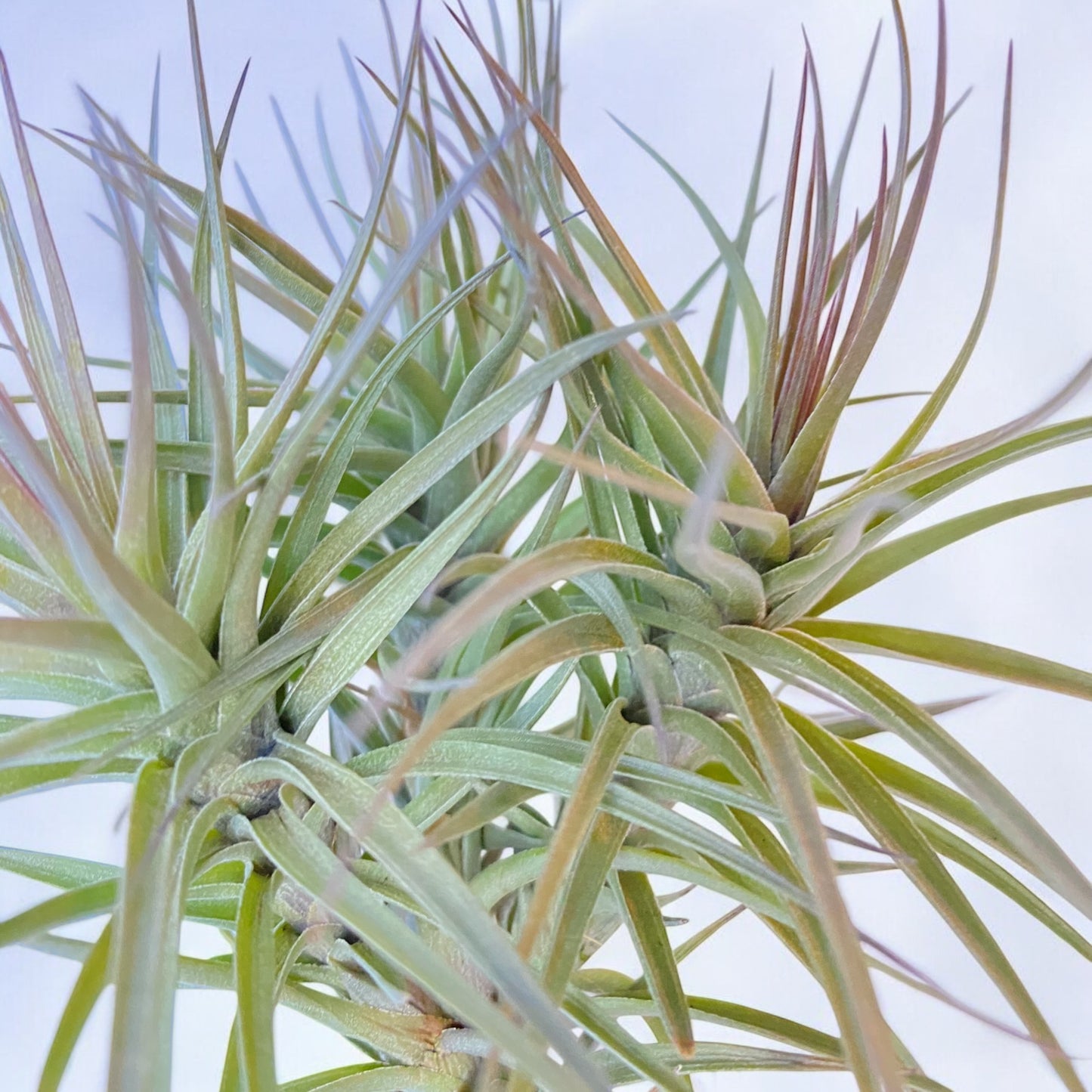 Tillandsia Araujei Purple Star Air Plant Clump