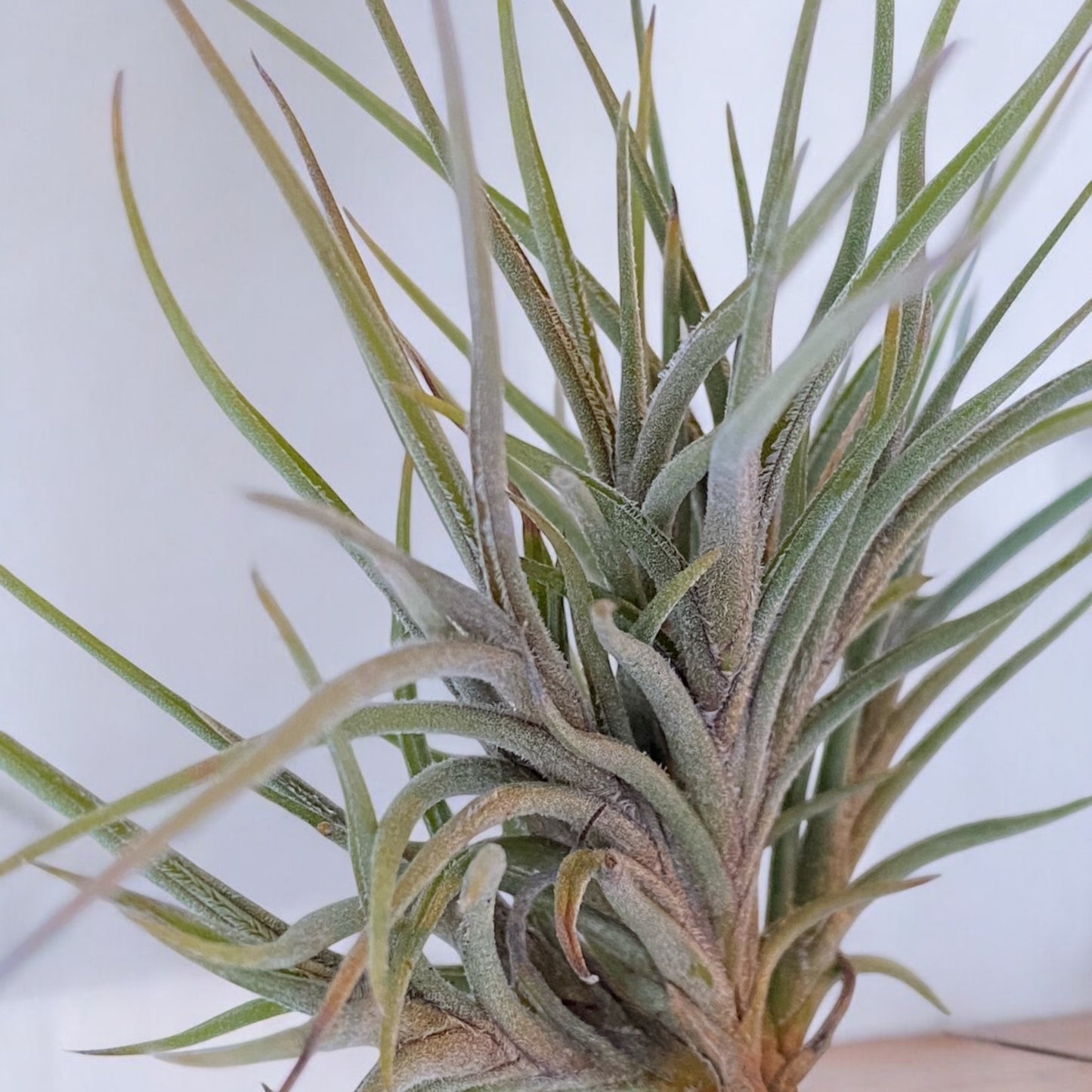 Tillandsia Bandensis (Clump)
