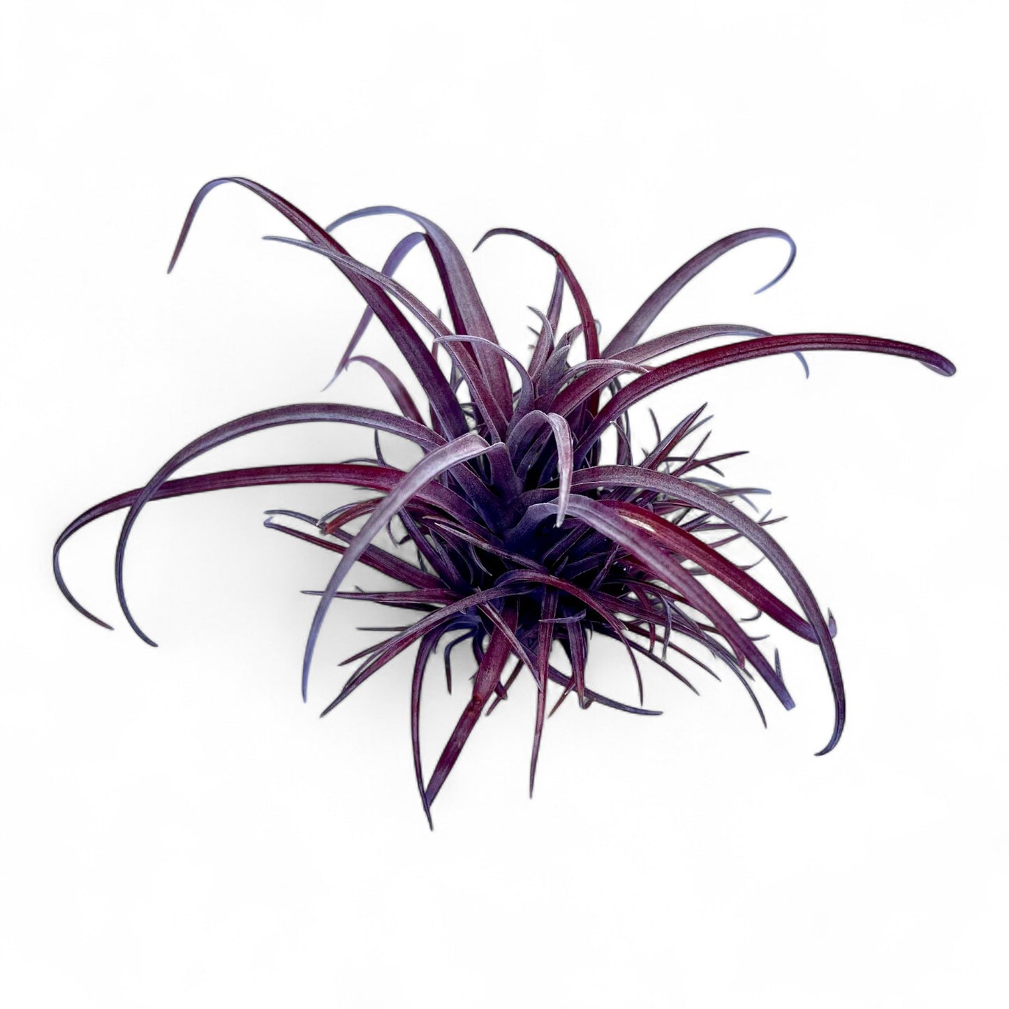Tillandsia Capitata v. Domingensis