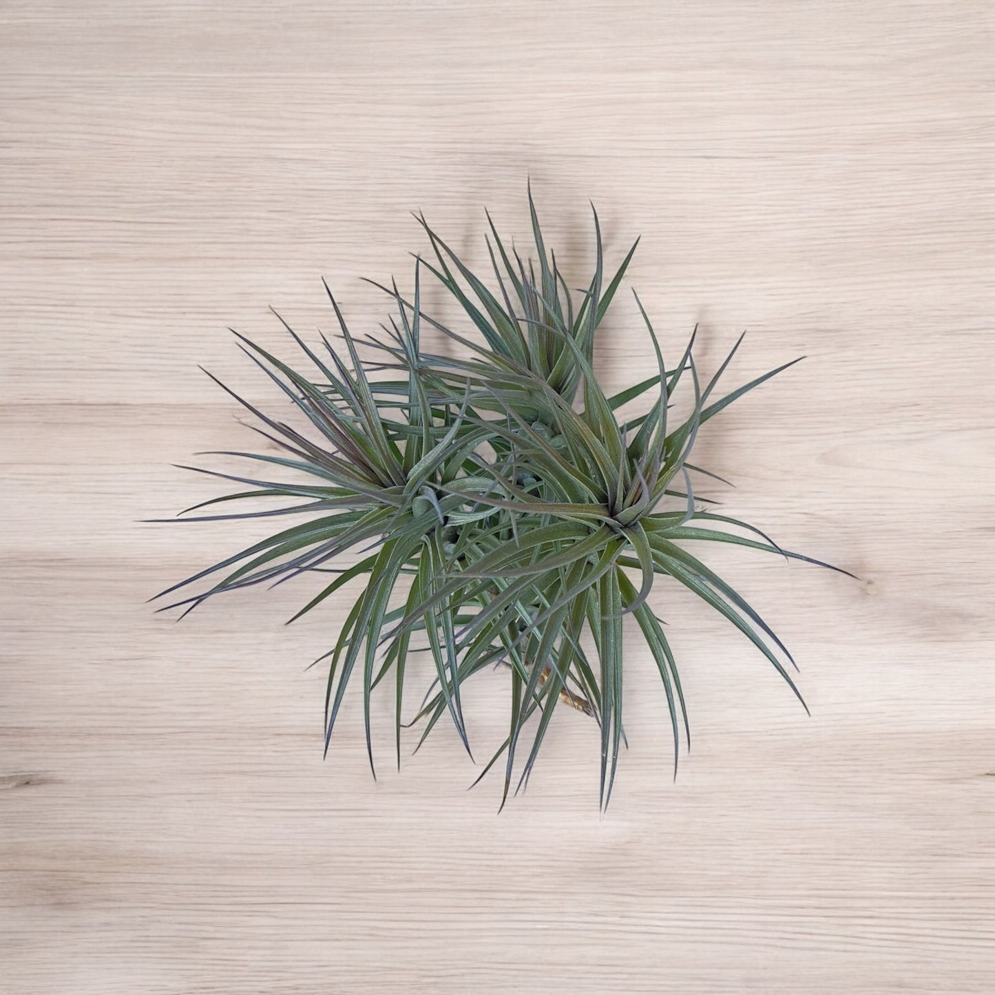 Tillandsia Araujei Purple Star Air Plant Clump