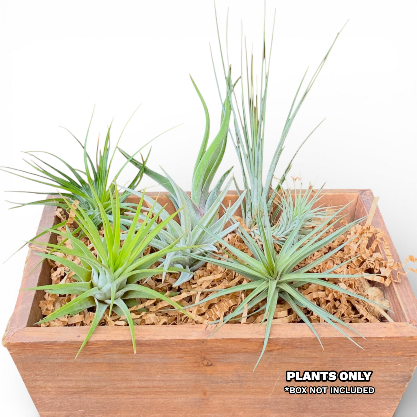 Air Plant Starter Bundle (7-Pack)