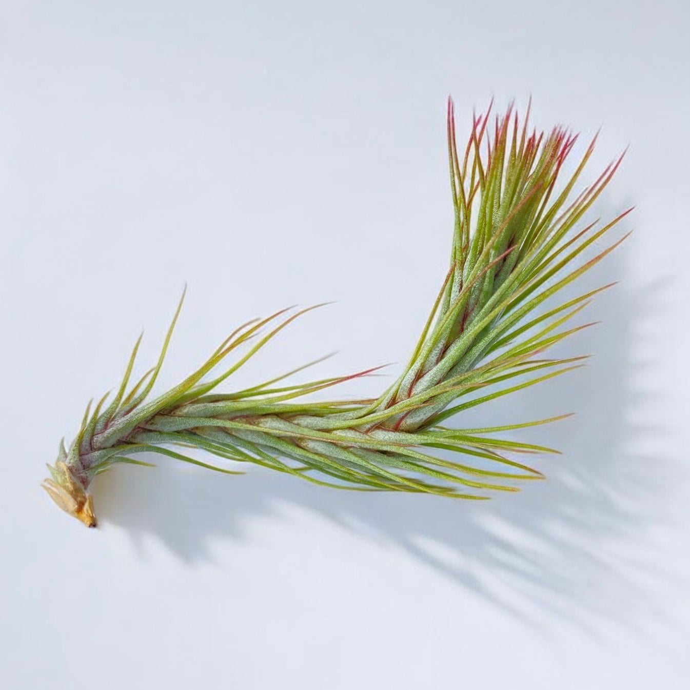 Tillandsia Funckiana