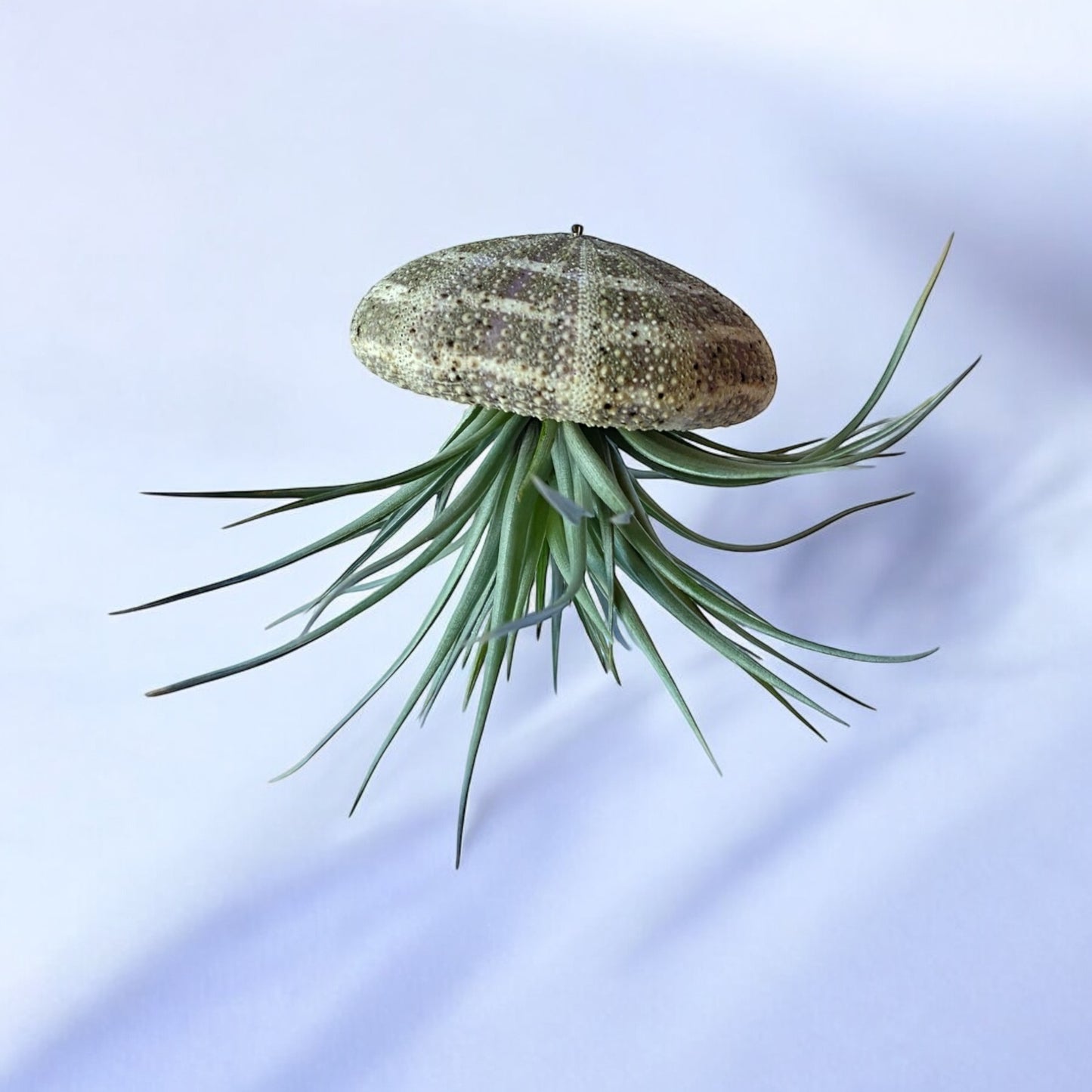 Hanging Air Plant “Jellyfish” (Alfonso Urchin)