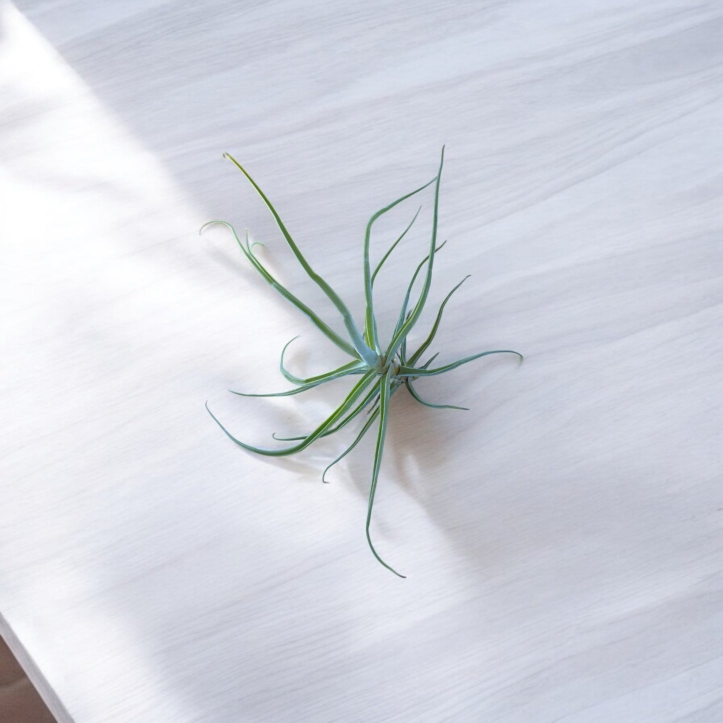 Tillandsia Streptocarpa Thick Leaf *Fragrant Bloom*