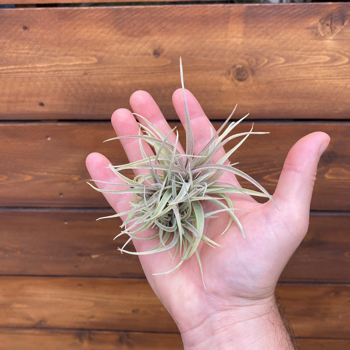 Tillandsia ‘Betty’ (Clump) - Air Plant