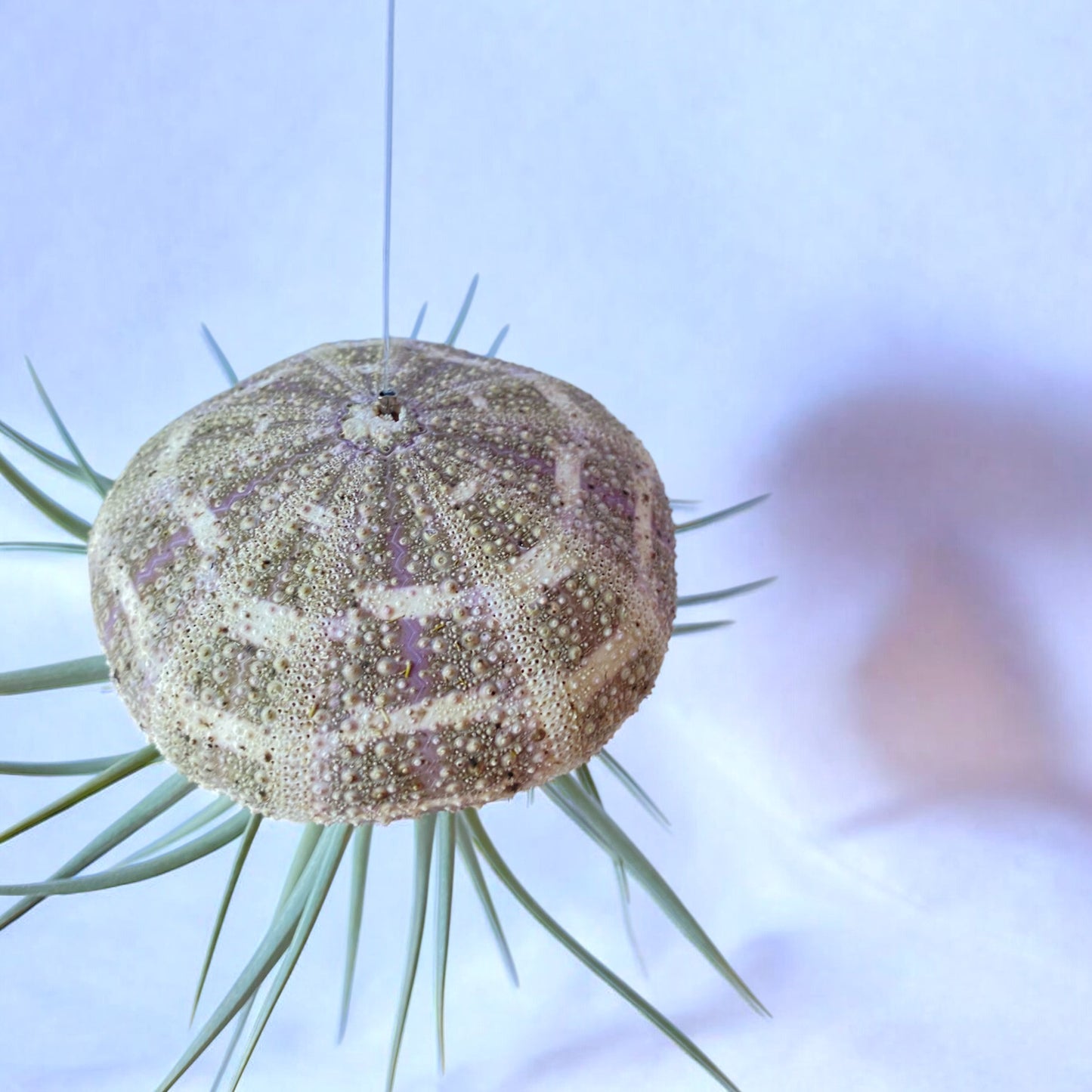 Hanging Air Plant “Jellyfish” (Alfonso Urchin)