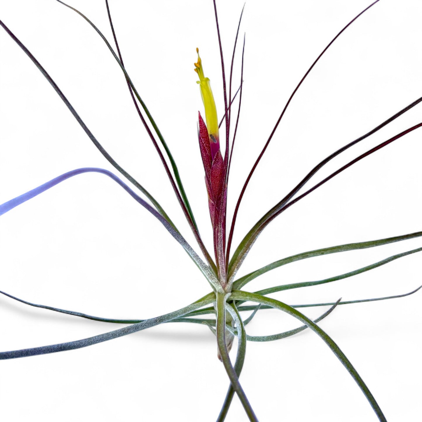 Tillandsia Schiedeana