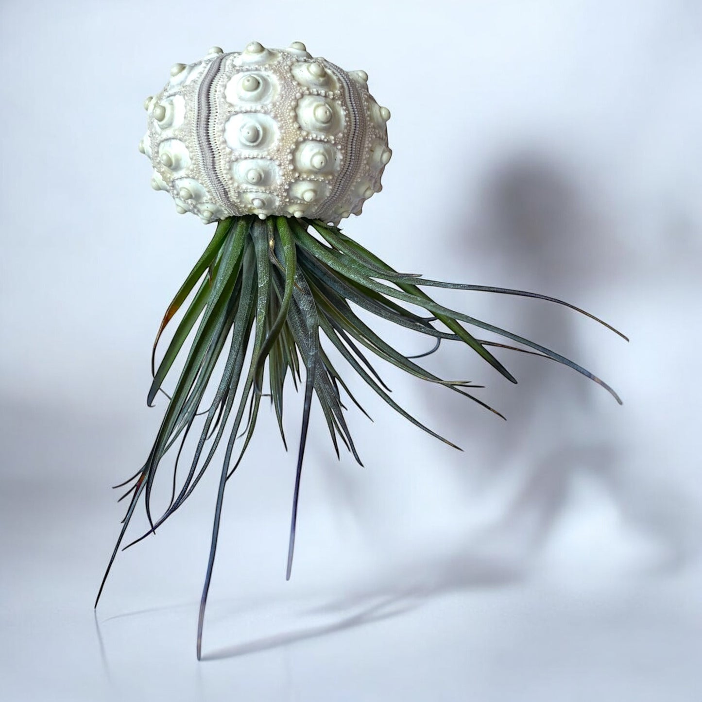 Hanging Air Plant “Jellyfish” (Sputnik Urchin)