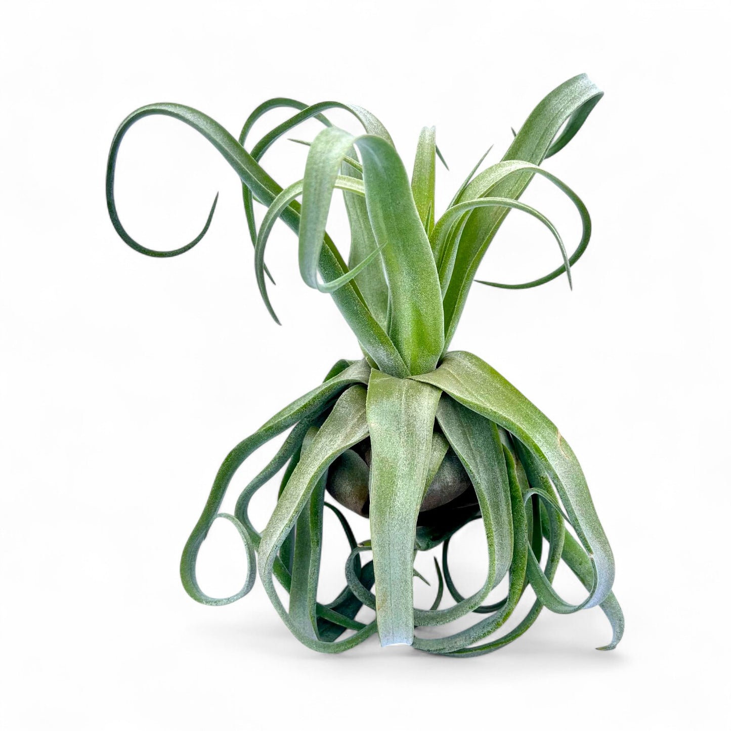 Tillandsia Streptophylla