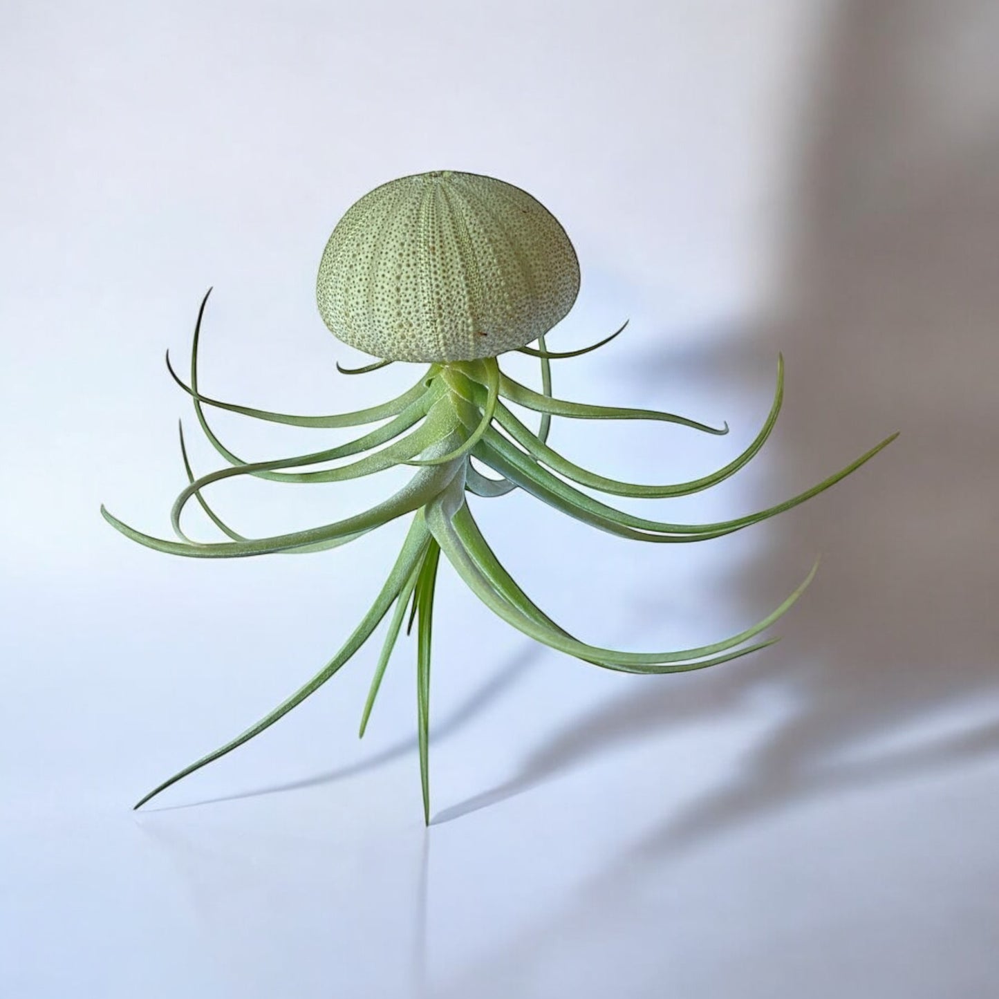 Hanging Air Plant “Jellyfish” (Green Urchin)