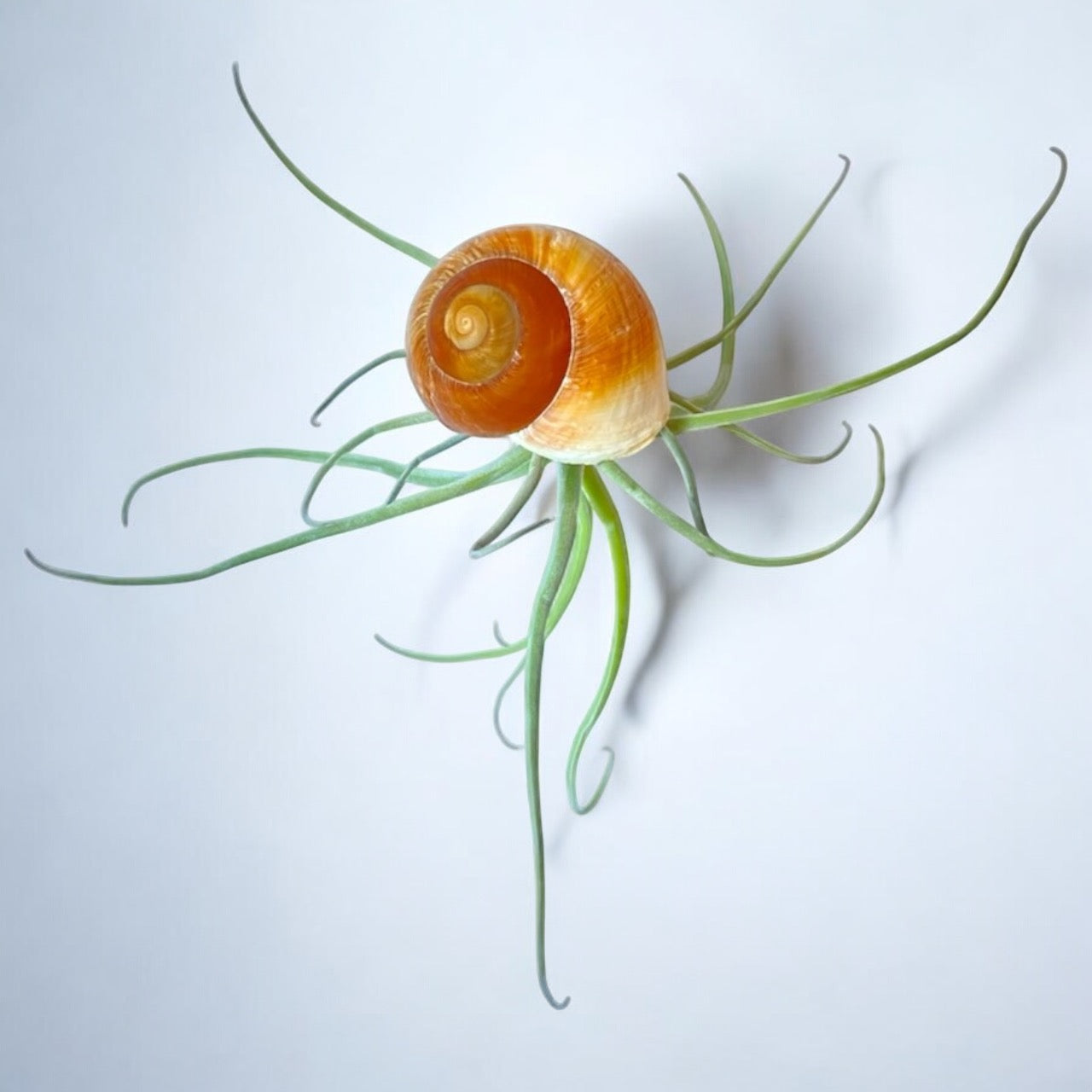 Hanging Air Plant “Snail”