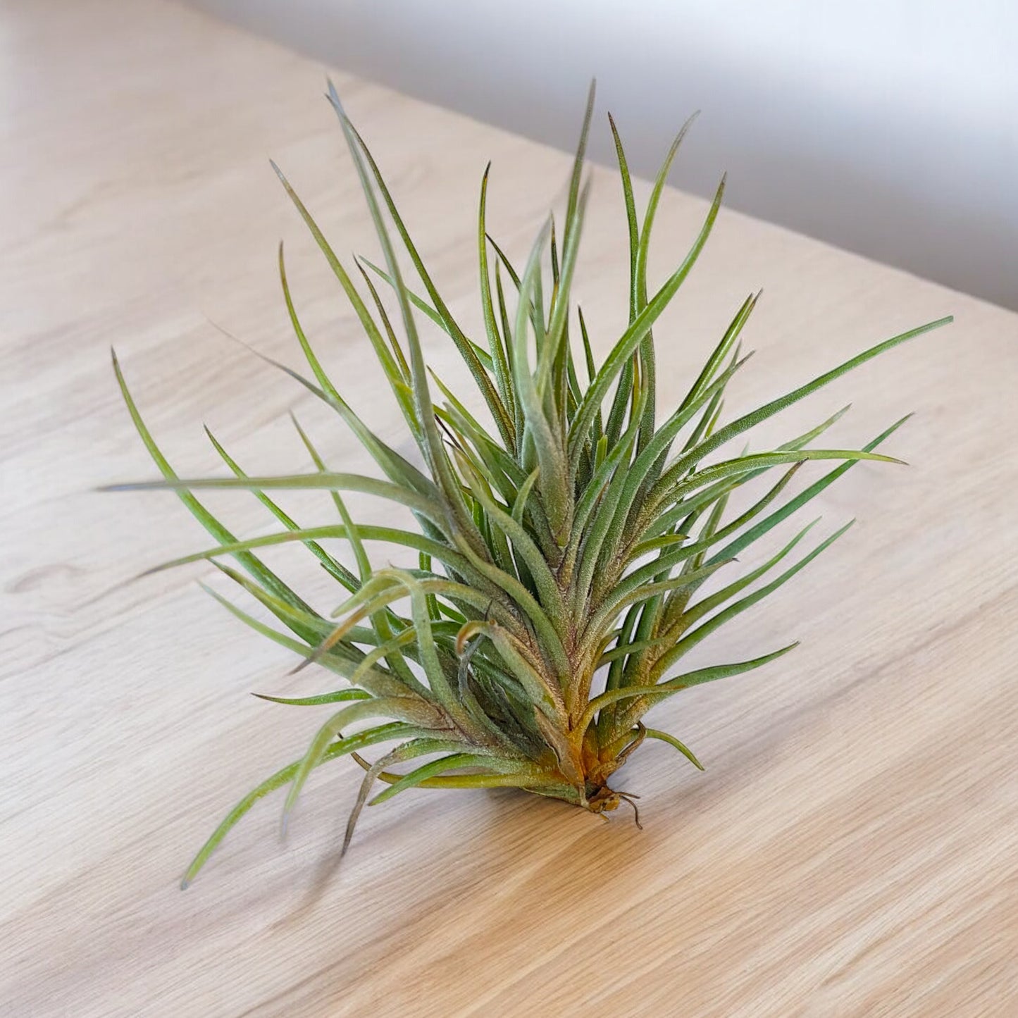 Tillandsia Bandensis (Clump)