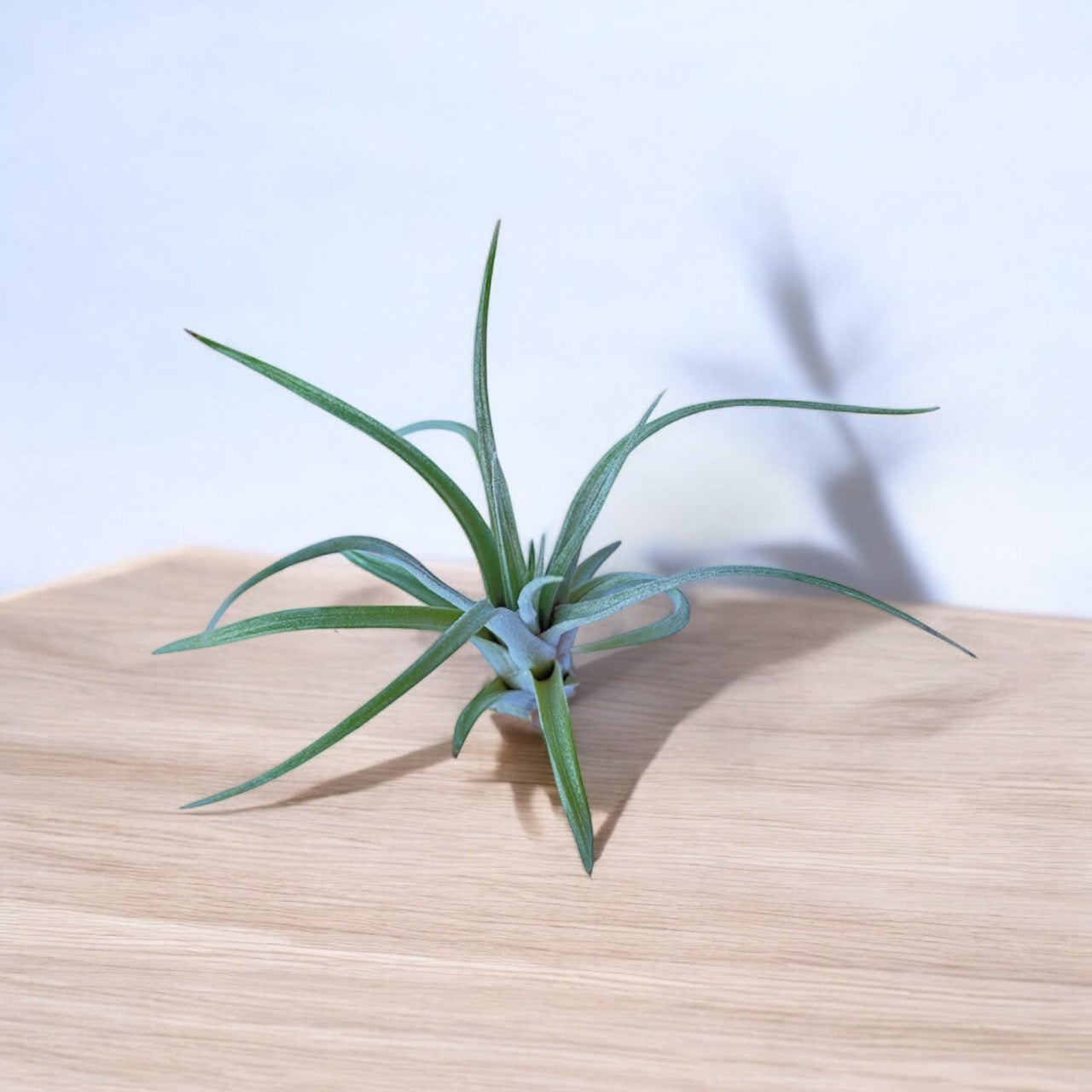 Tillandsia Mima v. Chilitensis