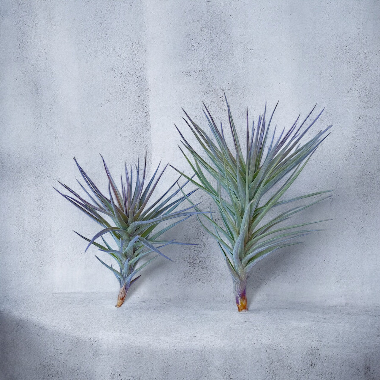 Tillandsia Araujei Purple Star