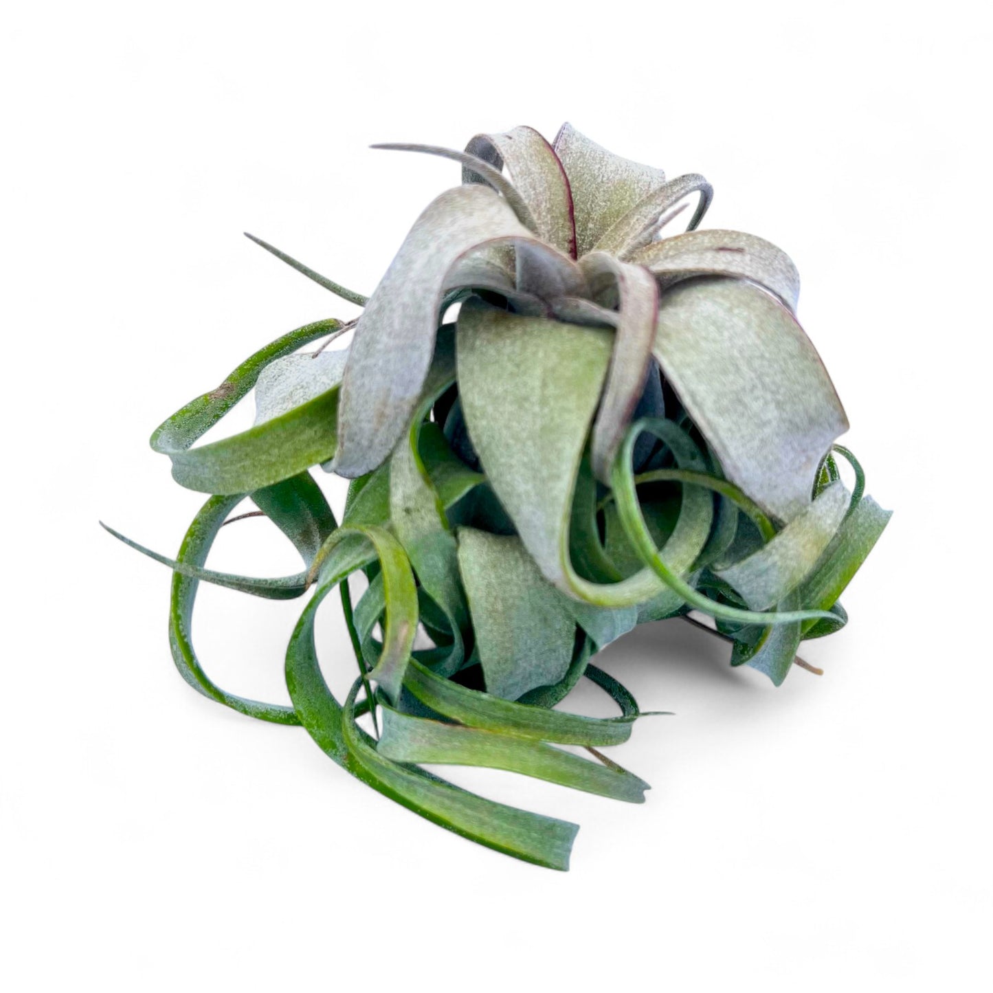 Tillandsia Streptophylla