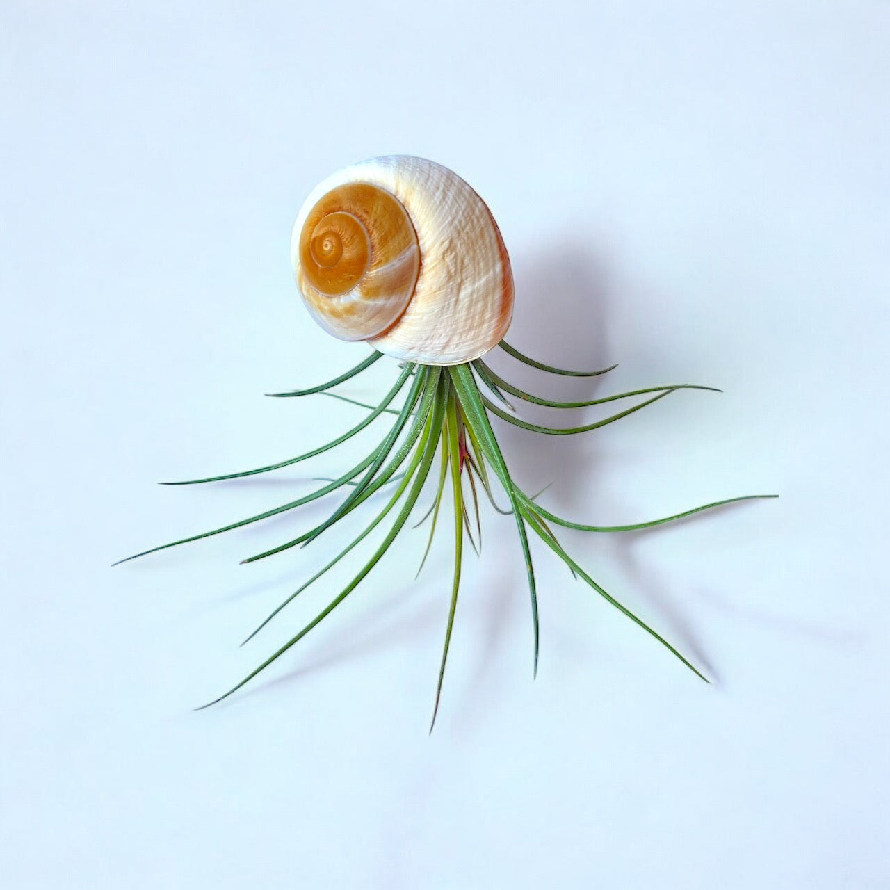 A hanging air plant snail with a white and beige shell on a stainless steel hook