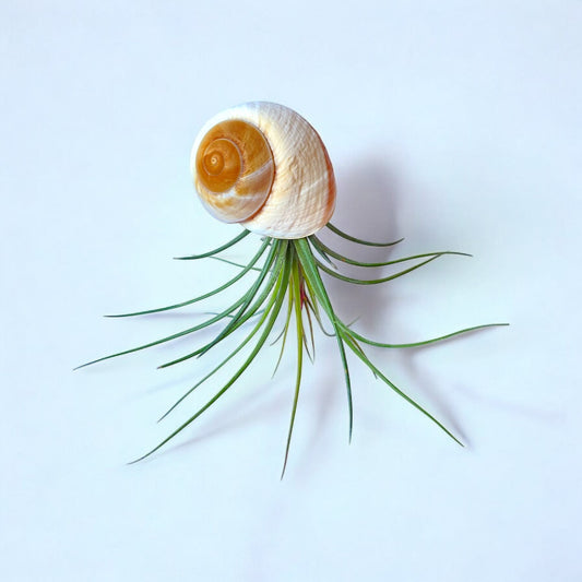 A hanging air plant snail with a white and beige shell on a stainless steel hook