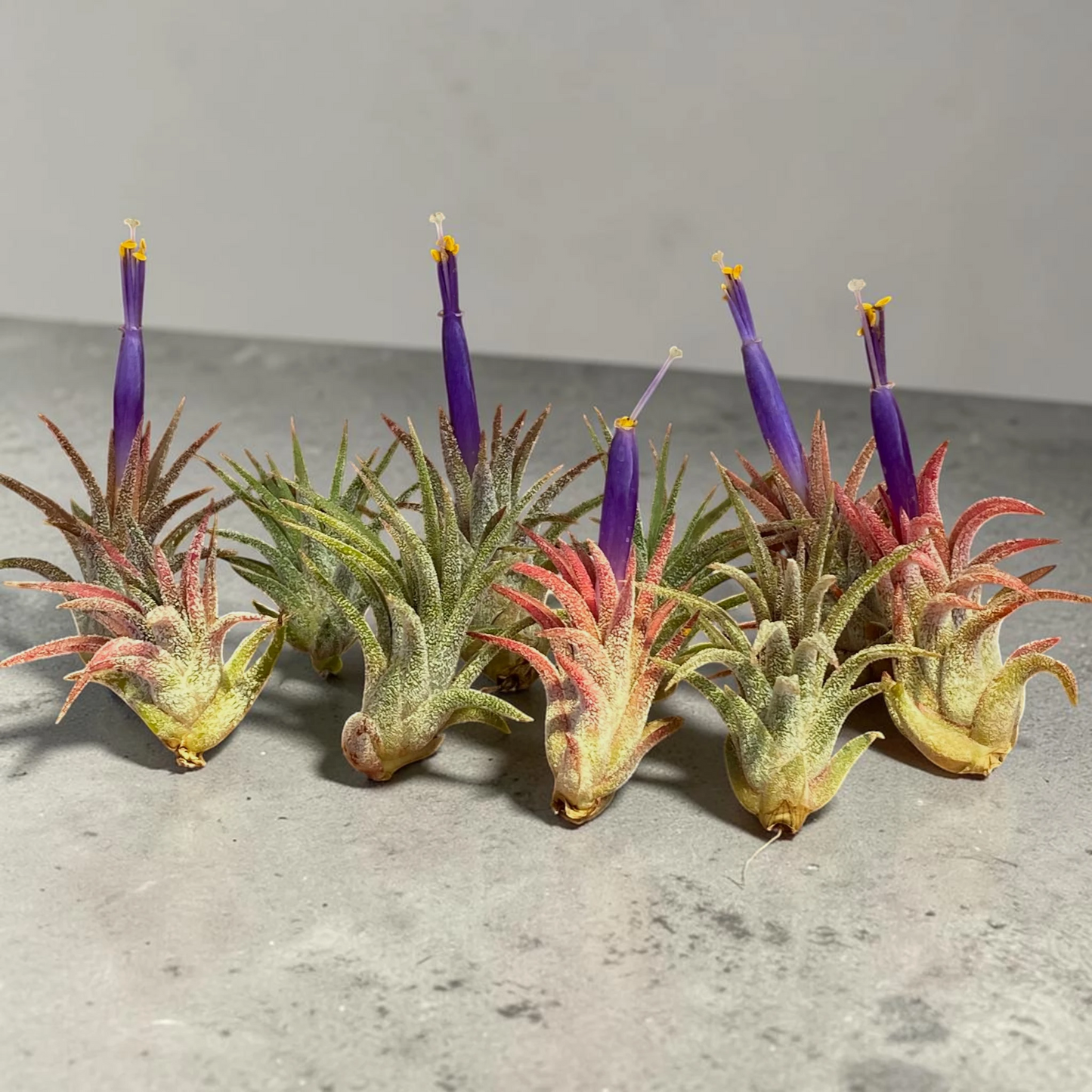 10 Pack Mini Ionantha Mexico (Type II) Air Plants