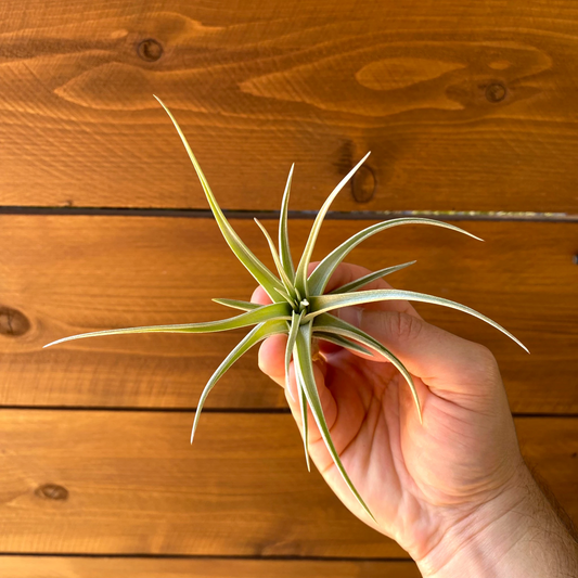 Tillandsia Ixioides ‘Blue Albino’ - Air Plant