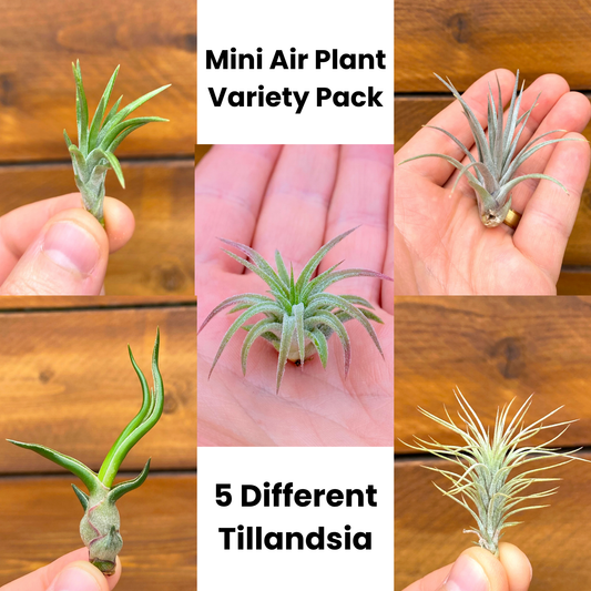 Mini Air Plant Variety Pack – 5 Different Tillandsia